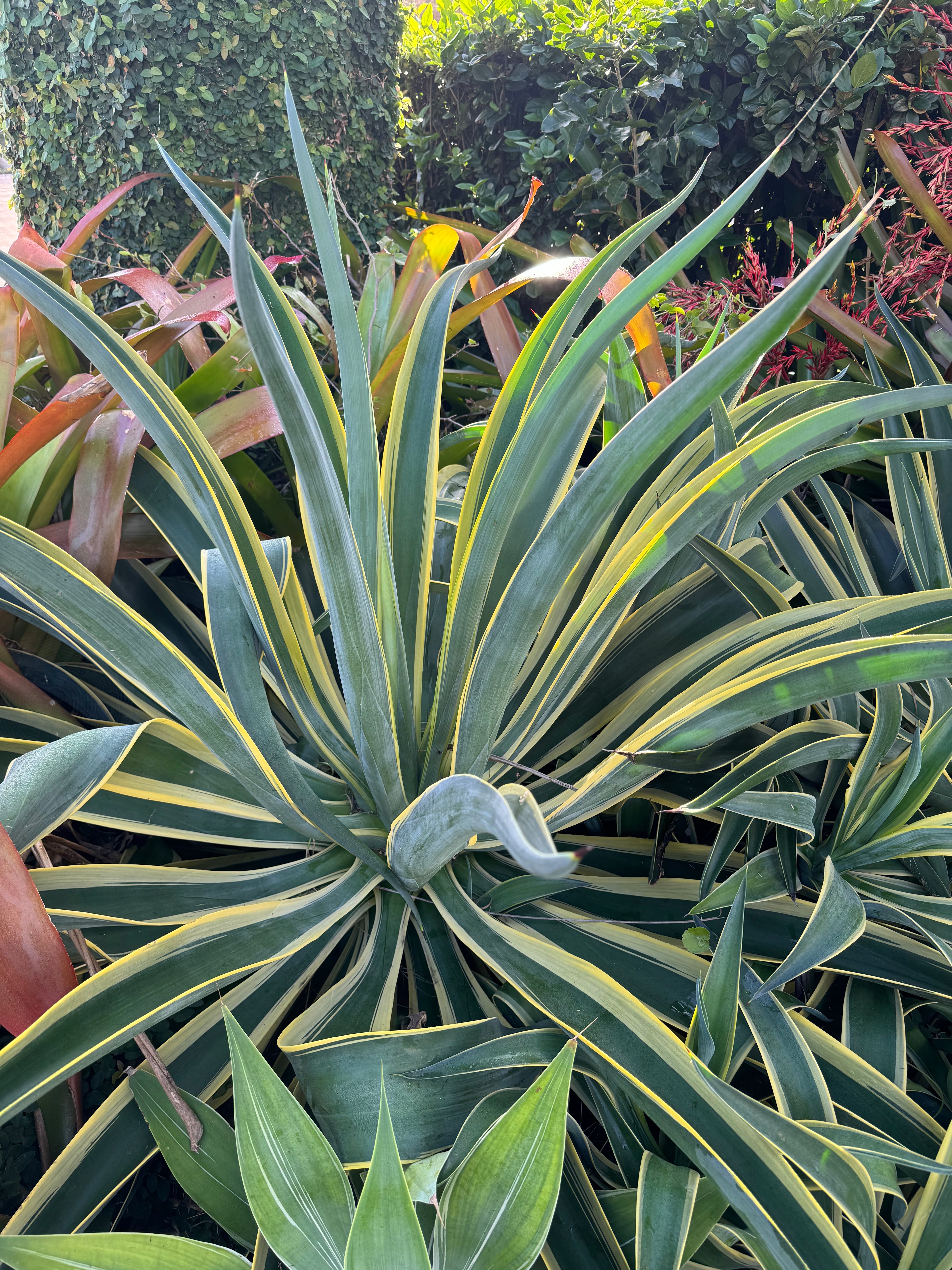 Agave Desmettiana Variegata Dwarf Century Plant