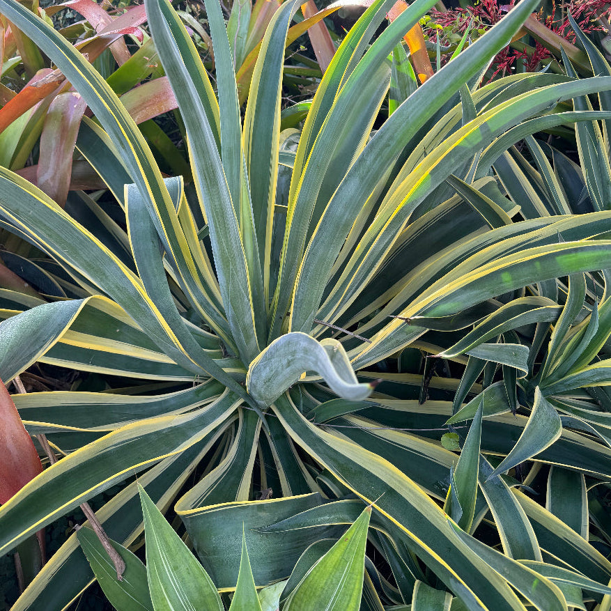 Large Mature Planted in Garden Agave Desmettiana Variegata Dwarf Century Plant