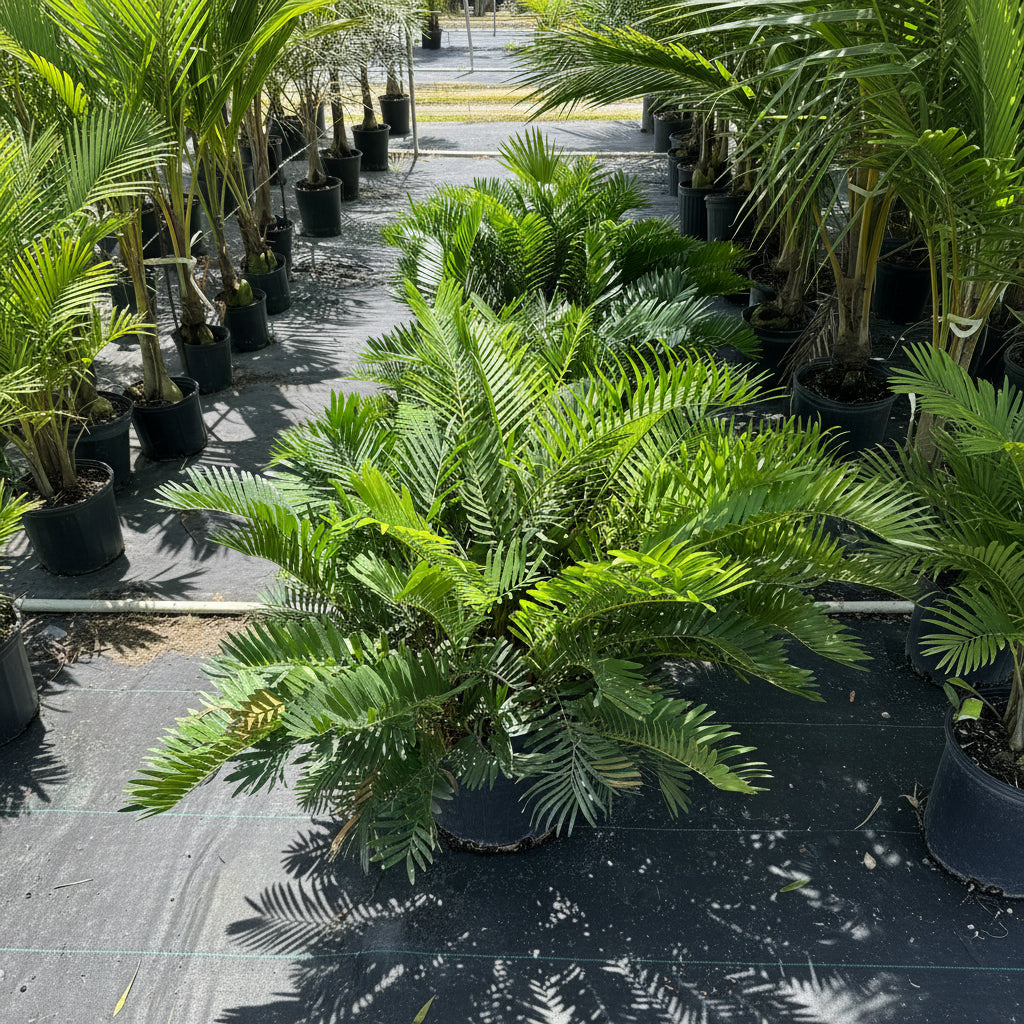 multiple Coontie Palm, Zamia Fern