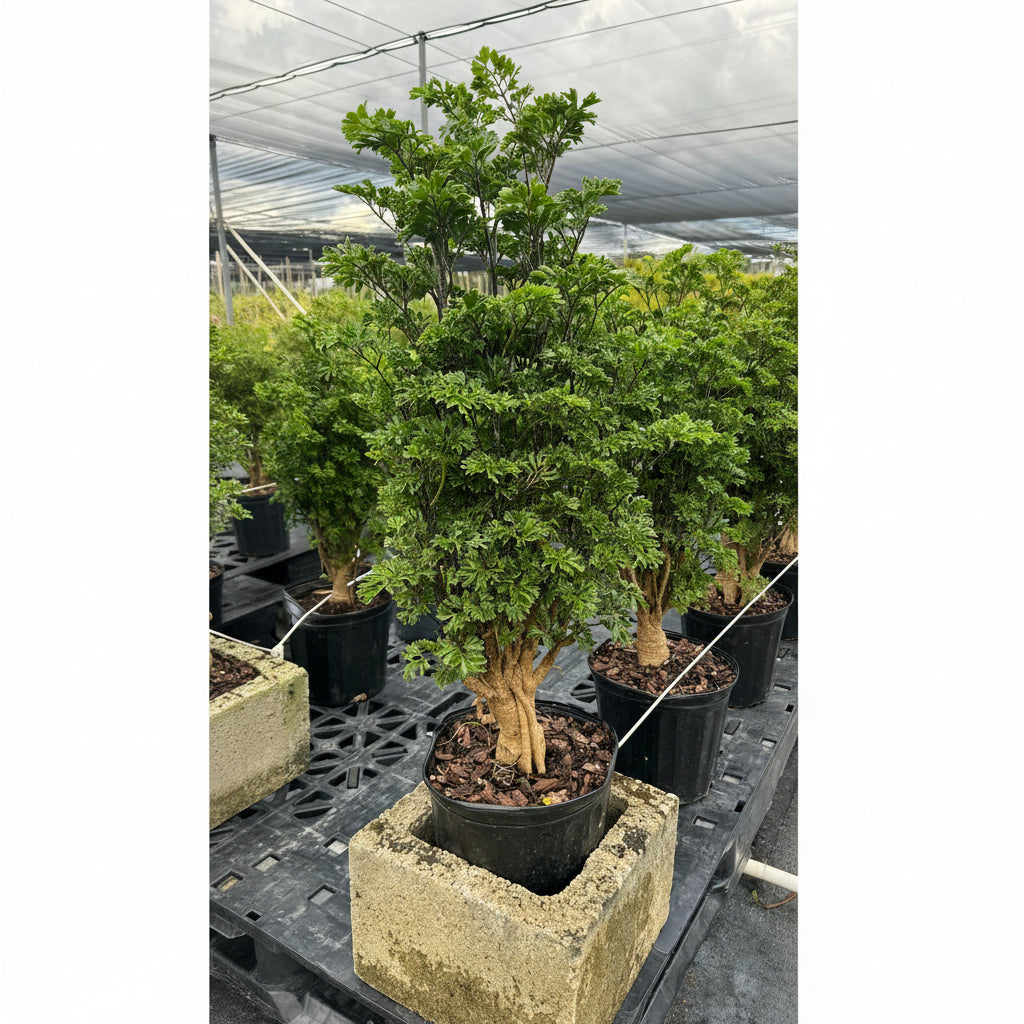 A potted Chinese Ming Tree Aralia with feathery green leaves sitting inside a hollow concrete block on a nursery table.