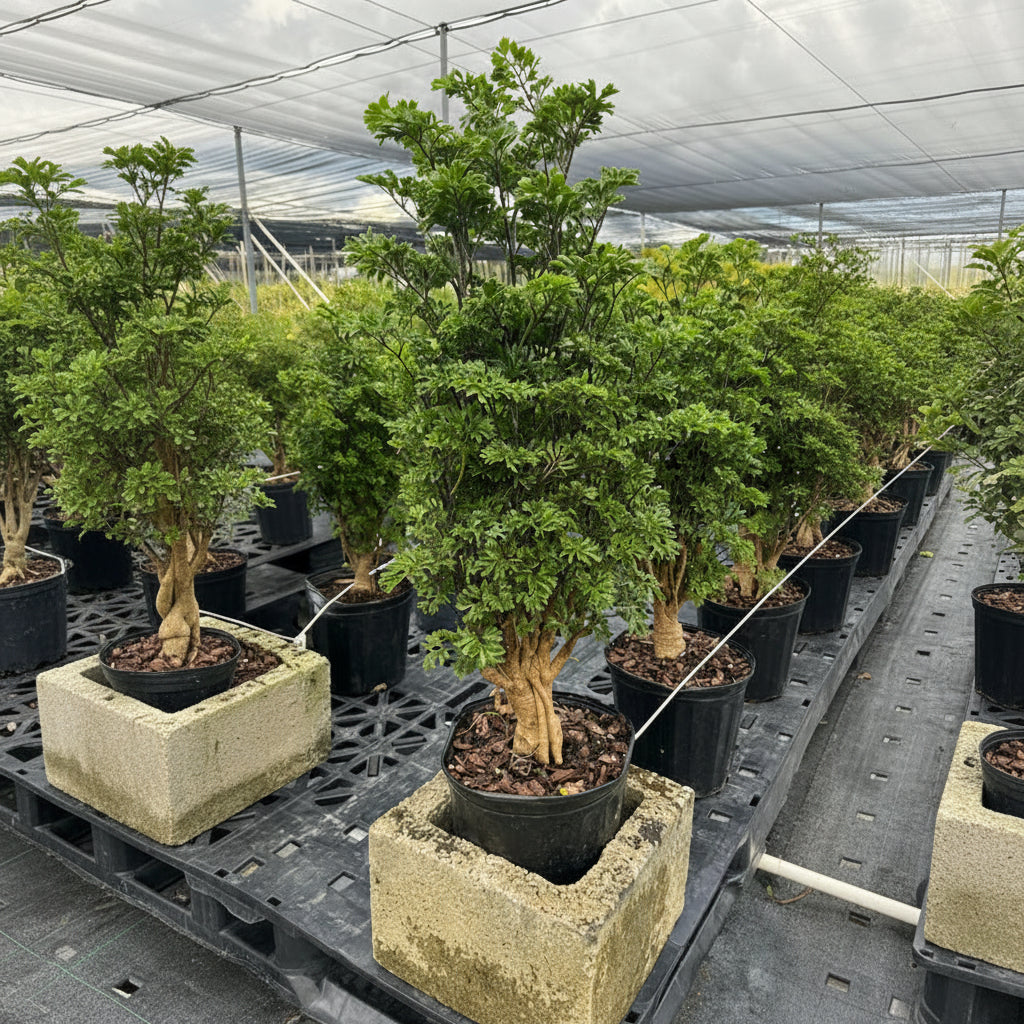 A potted Chinese Ming Tree Aralia with feathery green leaves sitting inside a hollow concrete block on a nursery table.