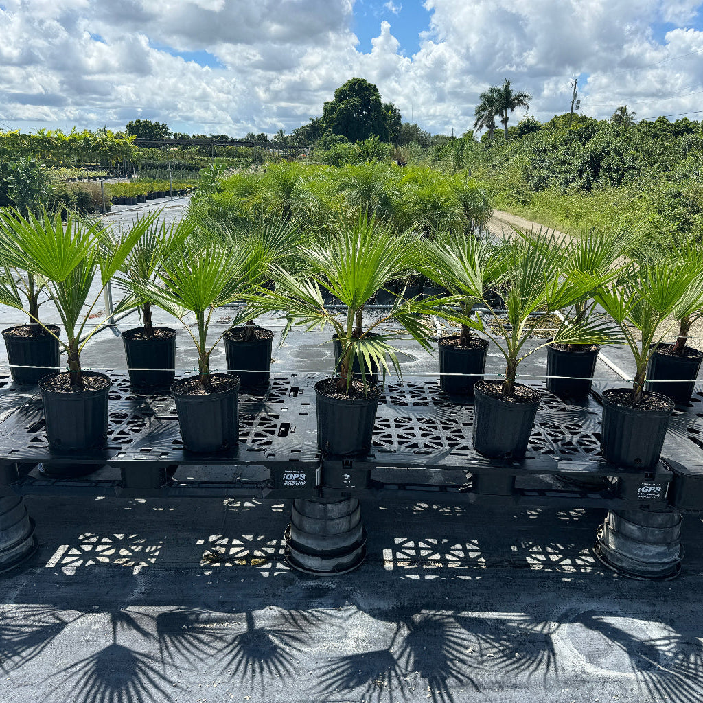 A row of potted Washington Palm trees sitting on a pallet in an outdoor nursery.