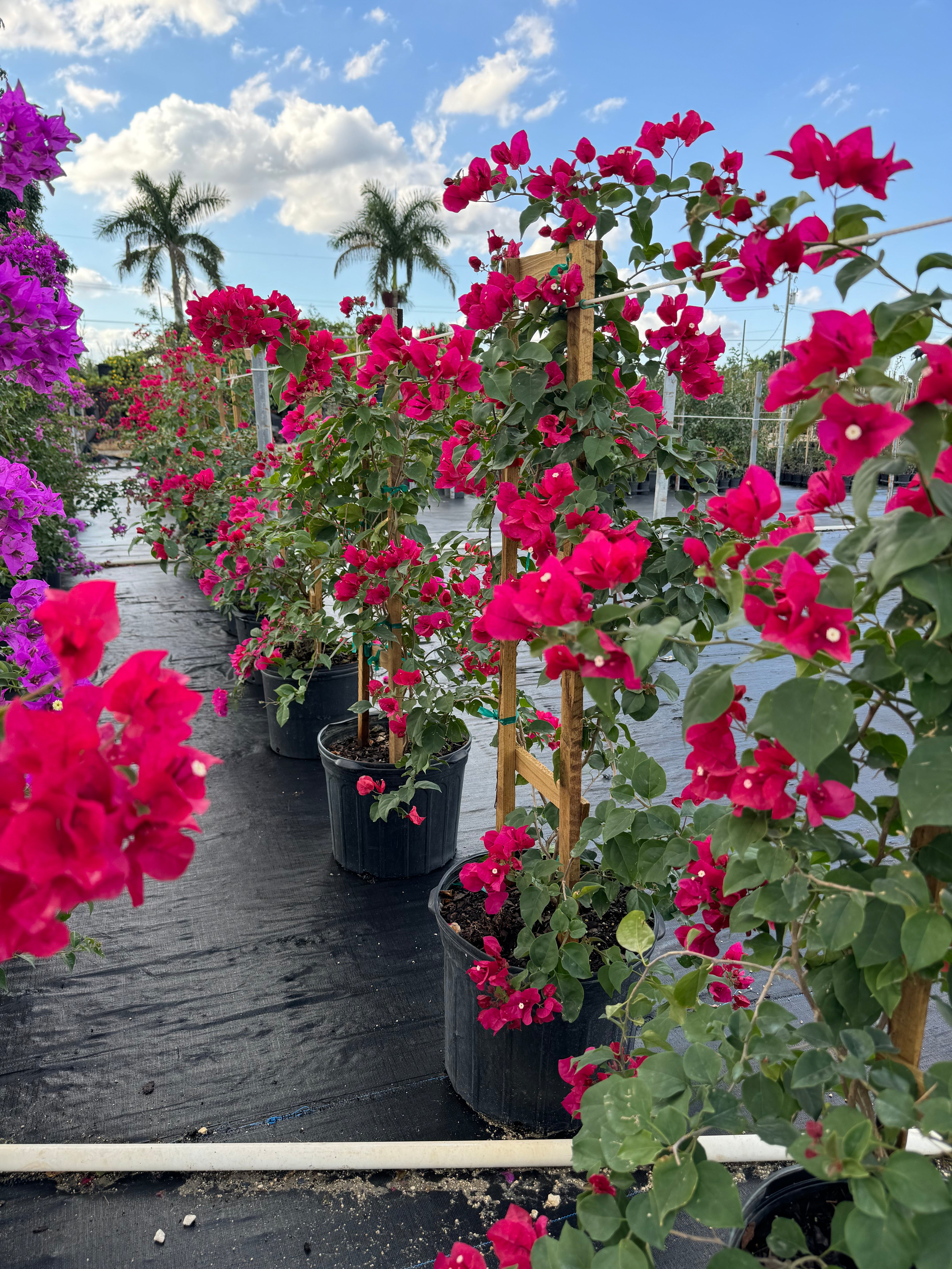 Bougainvillea Red Flower in Trellis, Barbara Karst Red Flowering Tree