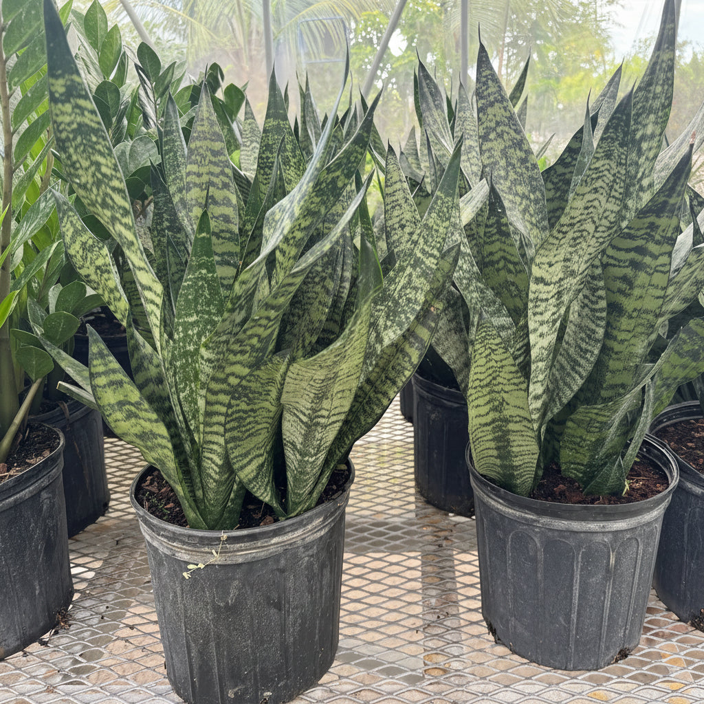 Several potted Sansevieria Robusta snake plants sitting on a metal nursery bench.