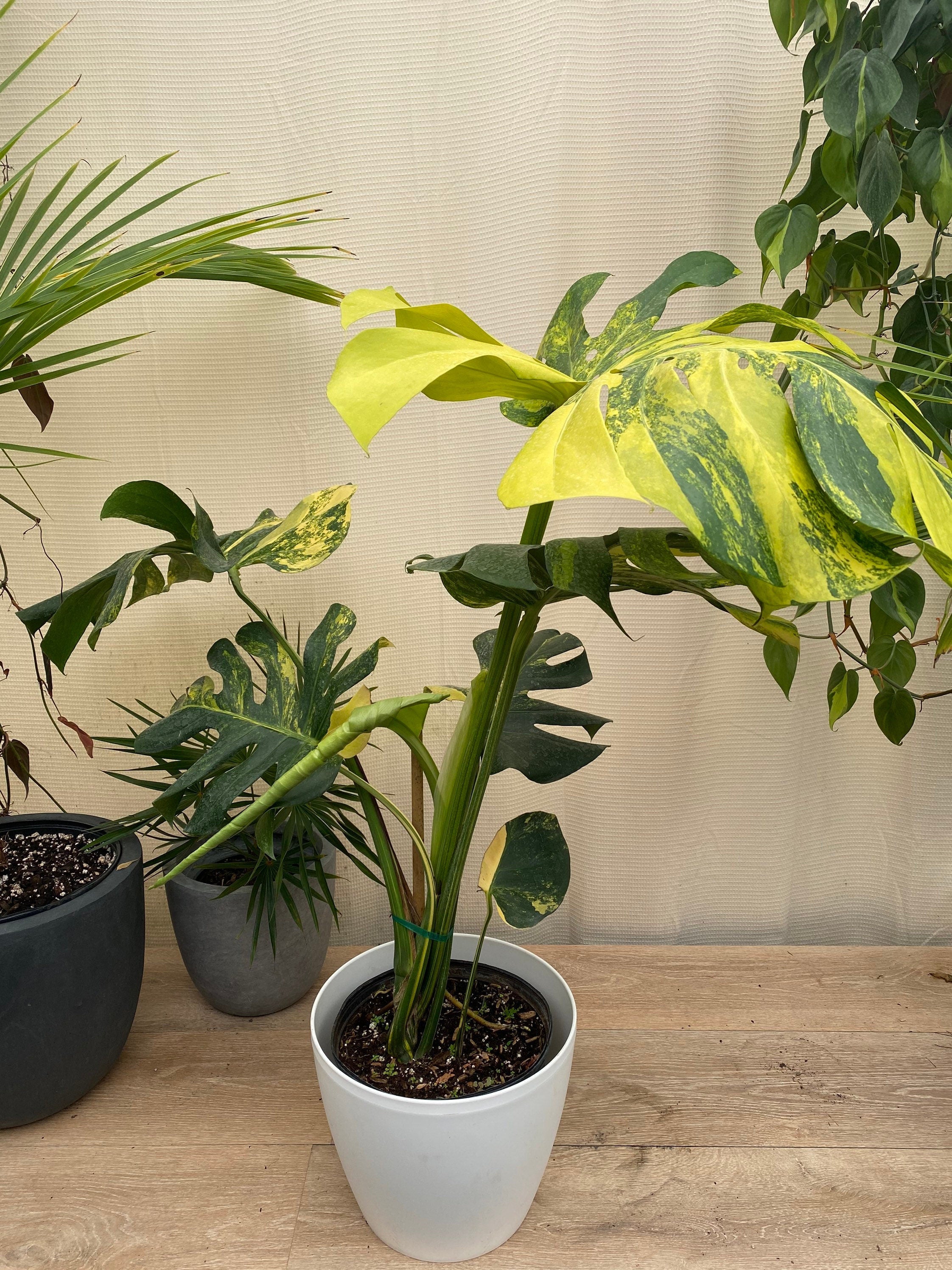 single Monstera Deliciosa Aurea Highly Variegated Rare and Exotic in a pot