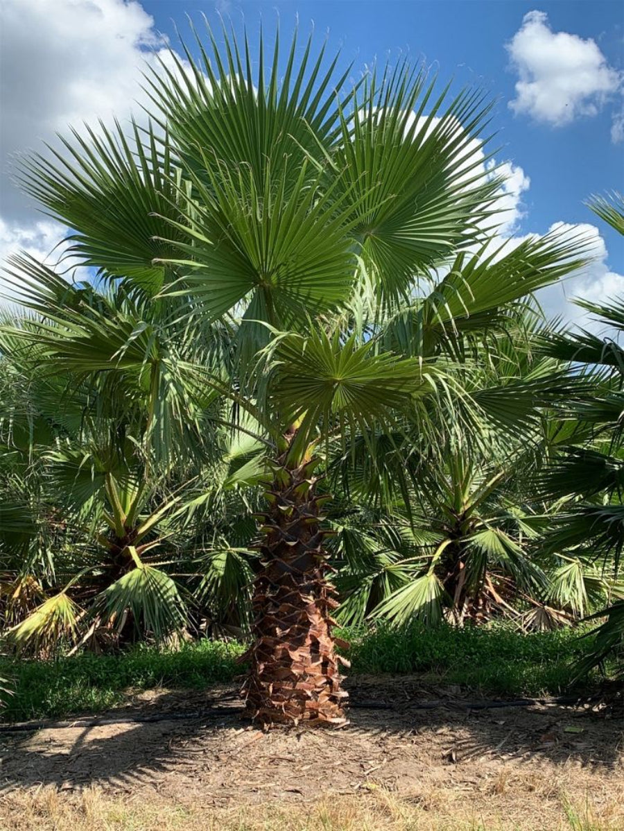 A mature Washington Palm (Mexican Fan Palm) featuring a thick, textured trunk and a lush canopy of bright green fan-shaped fronds, growing outdoors