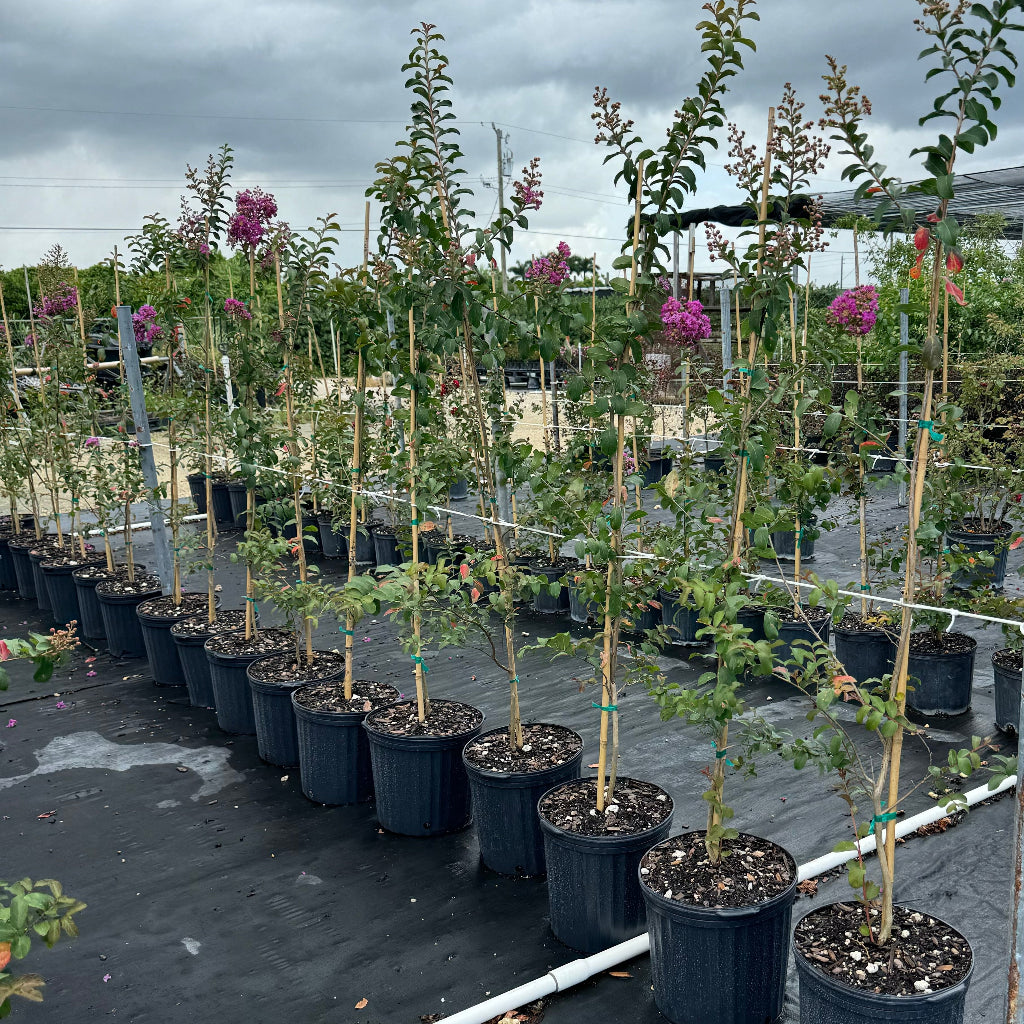 Young Crape Myrtle Pink velour Flowering Trees in 5 gallon black nursery pots, featuring dense, bushy green foliage with reddish-bronze new growth, arranged in long rows on black landscaping fabric within an expansive outdoor nursery field under a bright sky, showcasing mass cultivation and healthy growth.