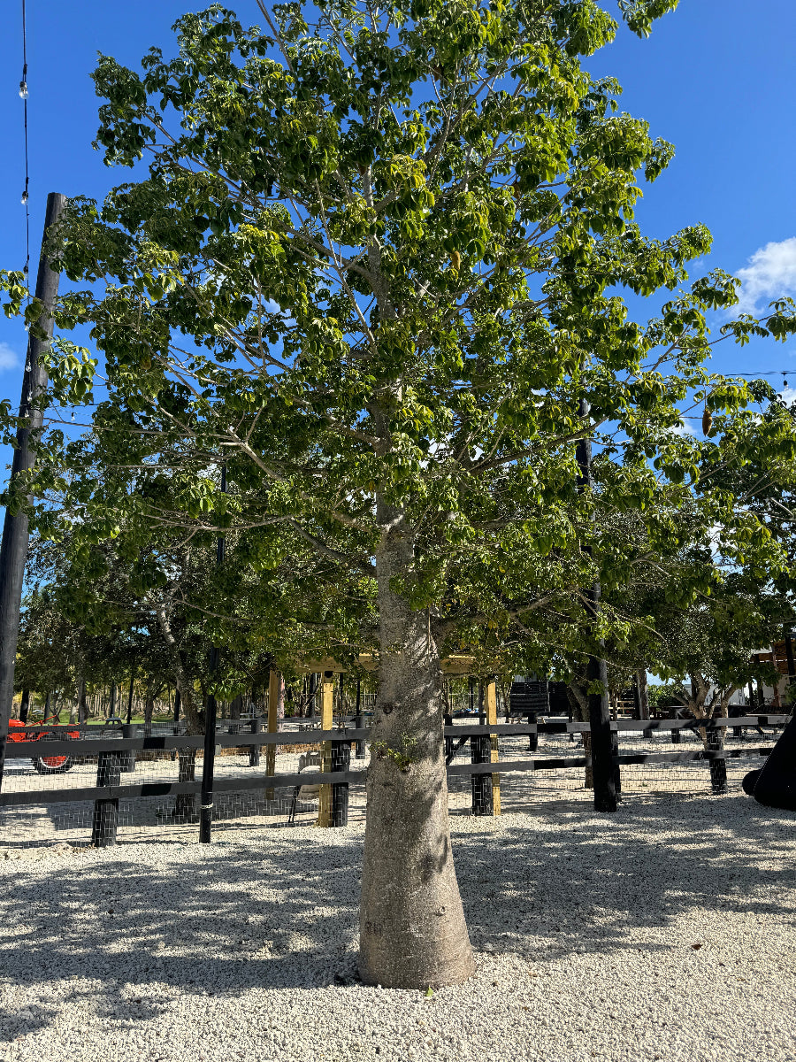 Mature Queensland Bottle Tree, Brachychiton Rupestris growing outdoors in landscape