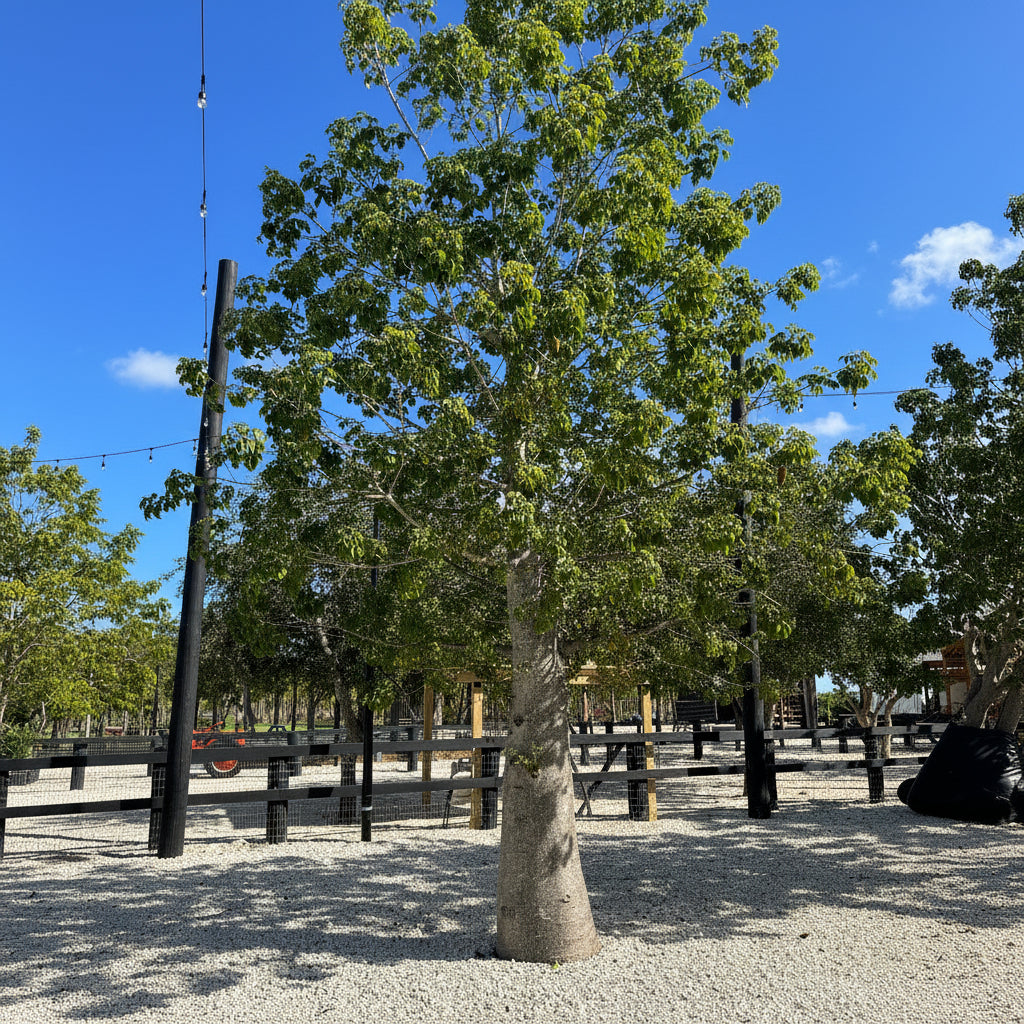 Mature Queensland Bottle Tree, Brachychiton Rupestris growing outdoors in landscape
