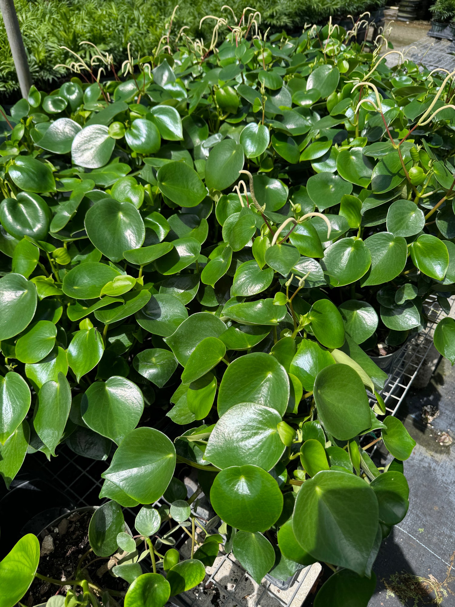 Peperomia Raindrop, Coin Leaf, Baby Rubber Plant