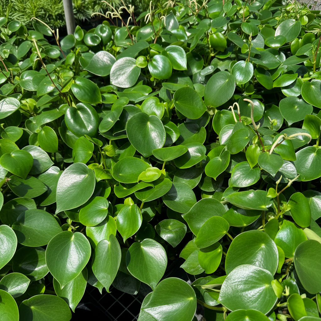 Peperomia Raindrop, Coin Leaf, Baby Rubber Plant in 6in pot trays