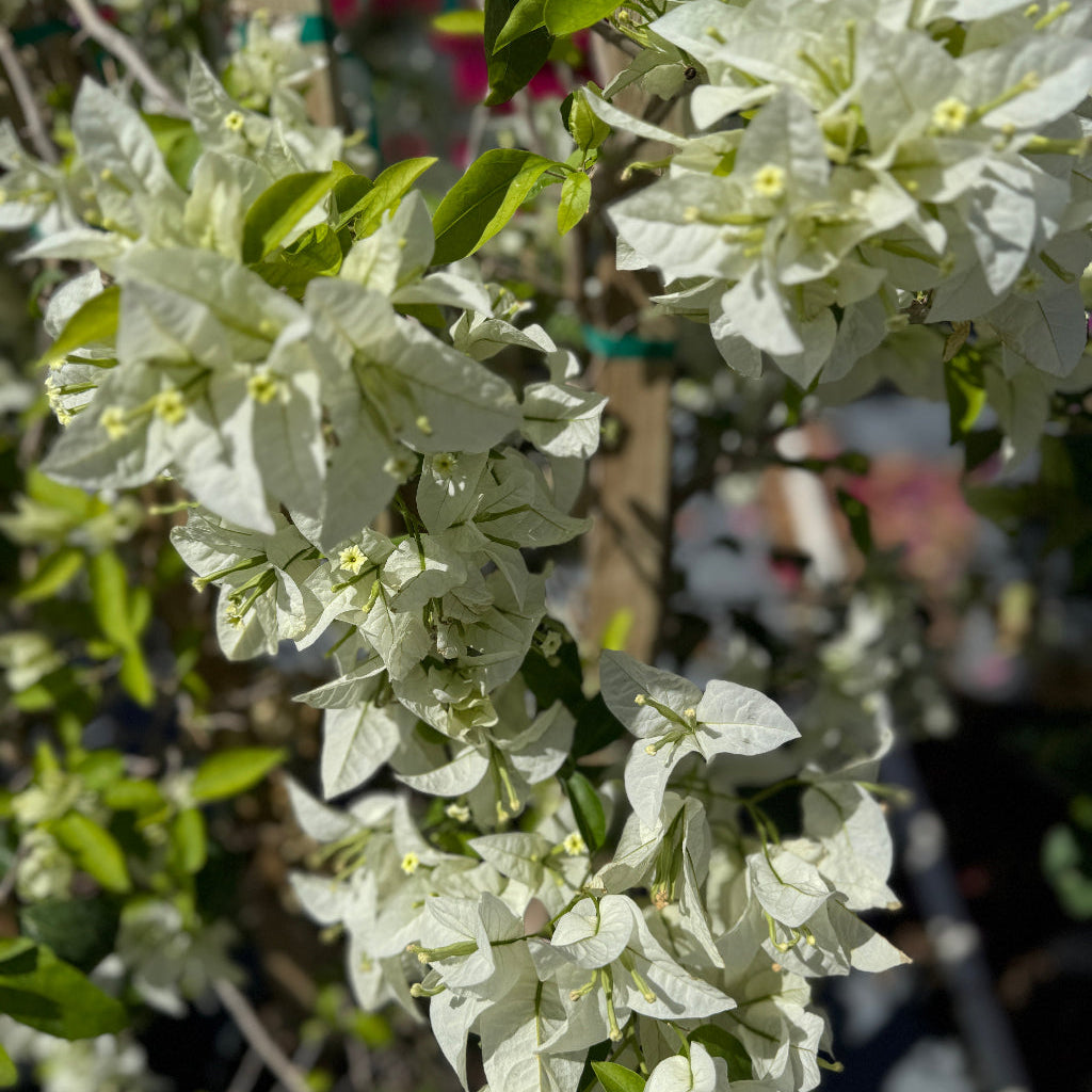 Bougainvillea White Flower Bush Form, &