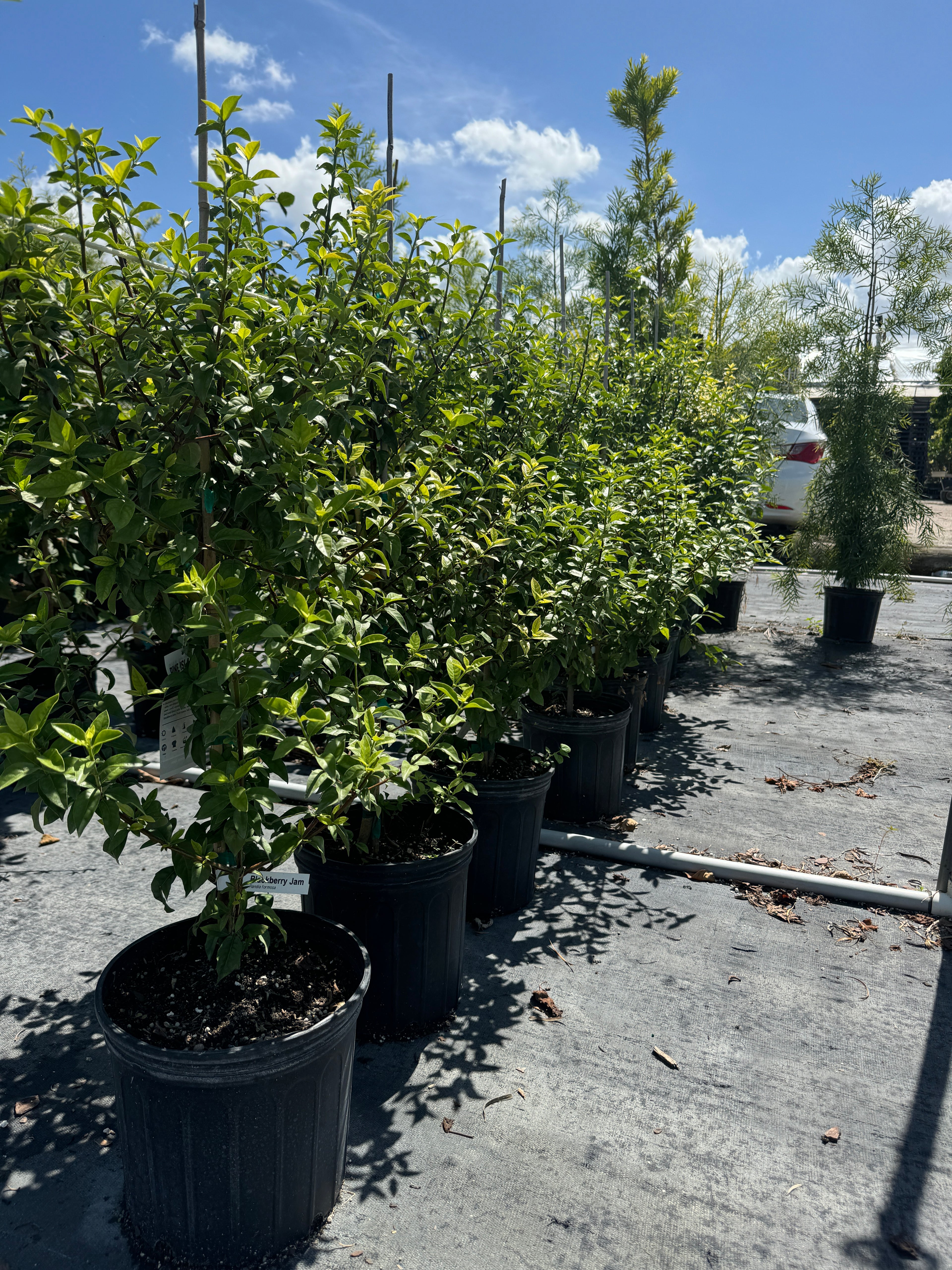 Blackberry Jam Fruti Tree, Randia Formosa