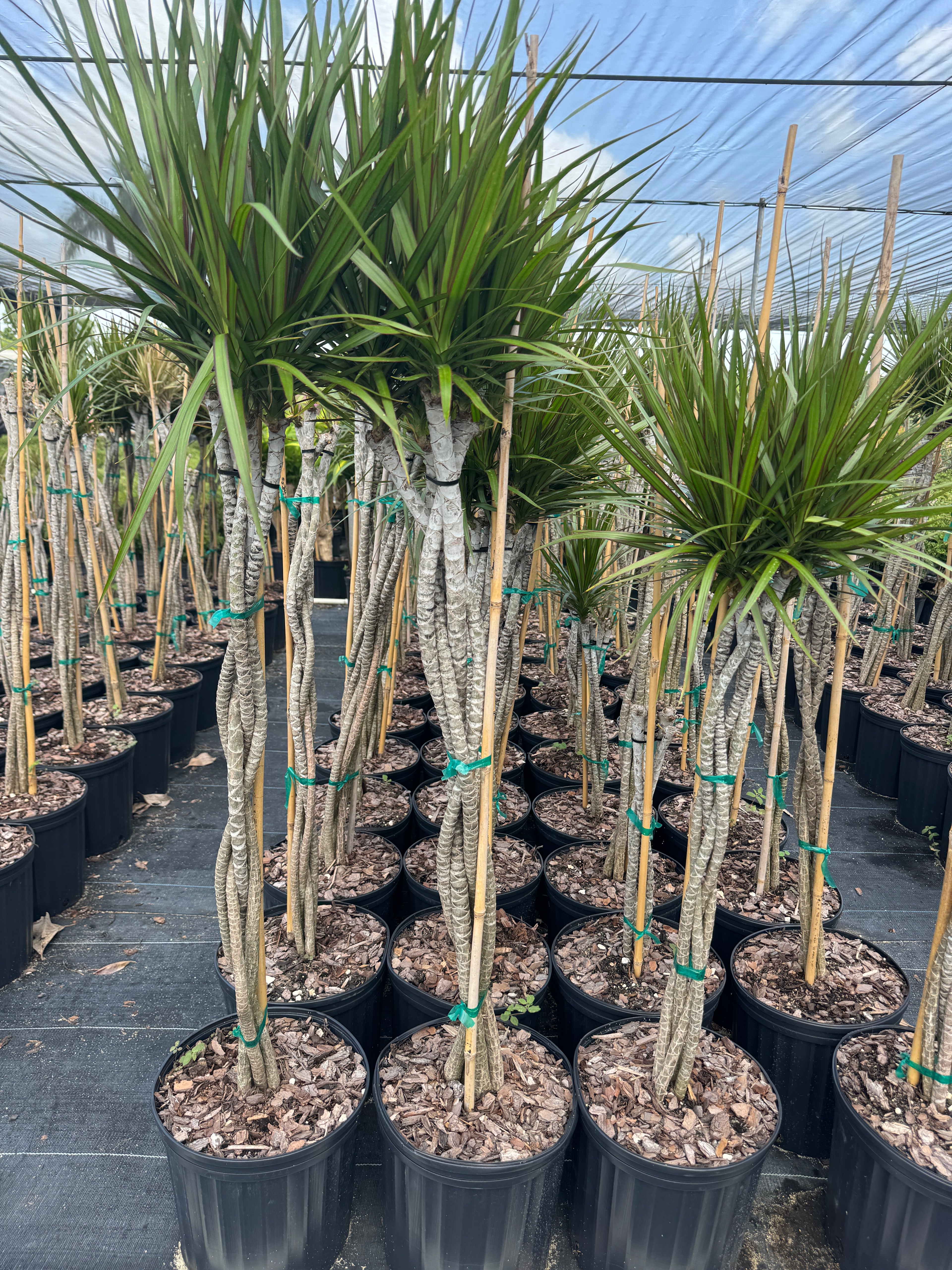 Dracaena Braided Trunk Green, Dragon Tree