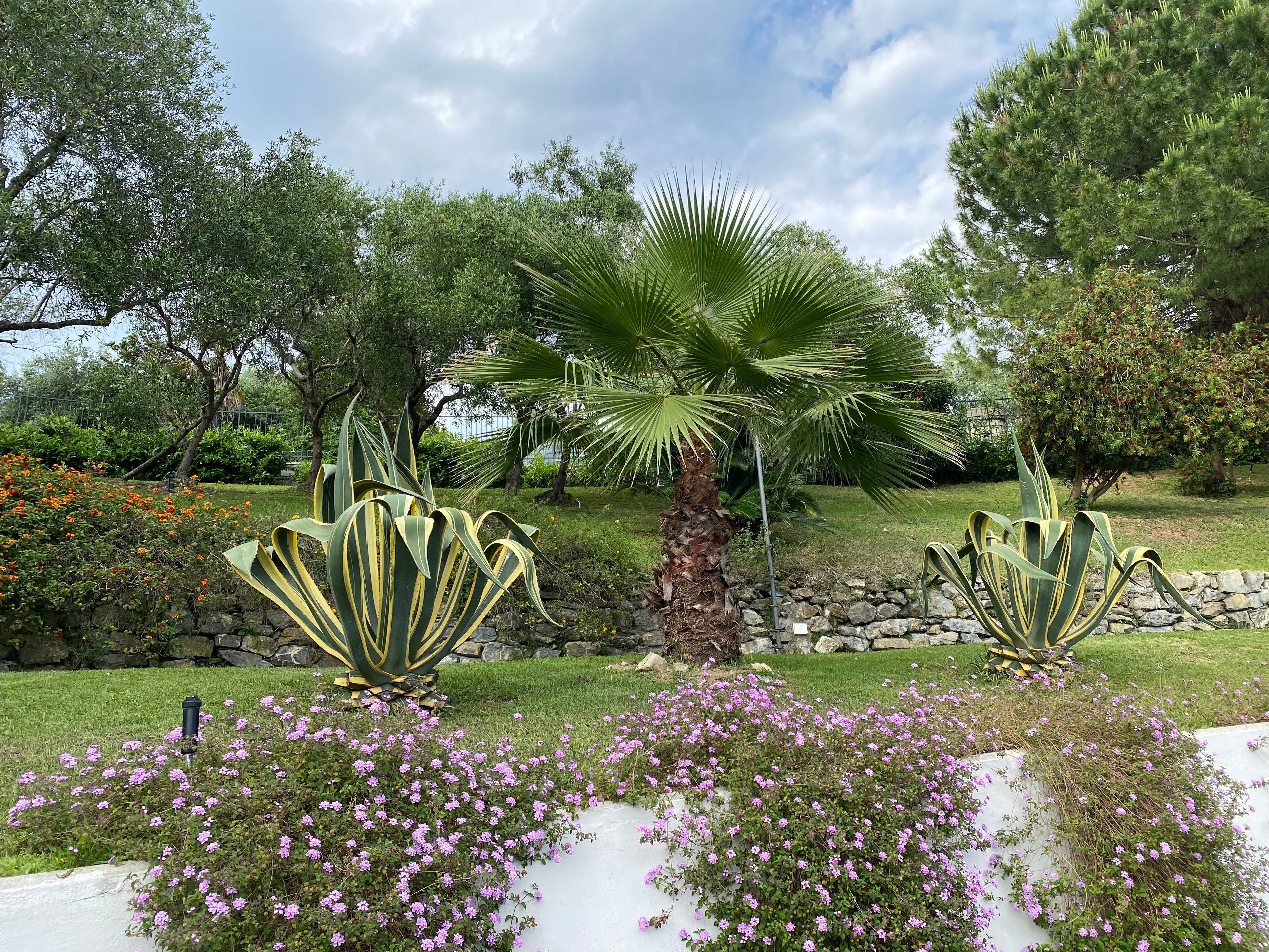 Agave Americana Variegata, Century Plant