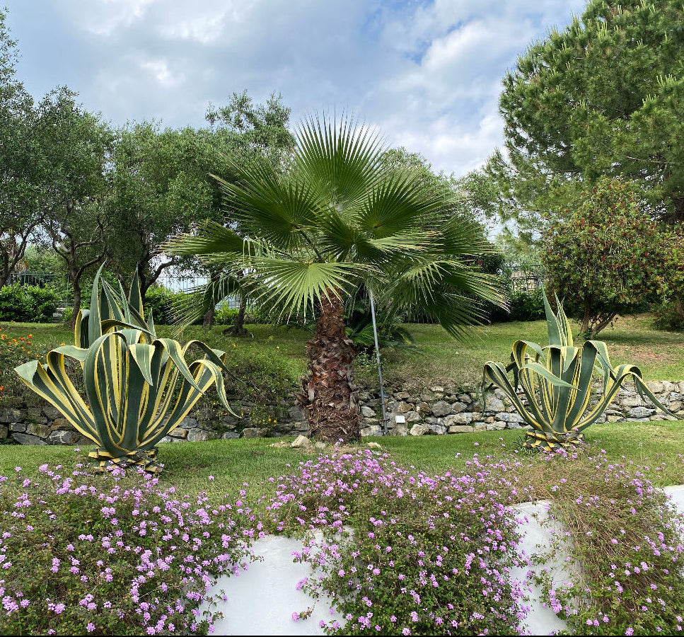 Large Mature Agave Americana Marginata, Century Plant Planted in Ground