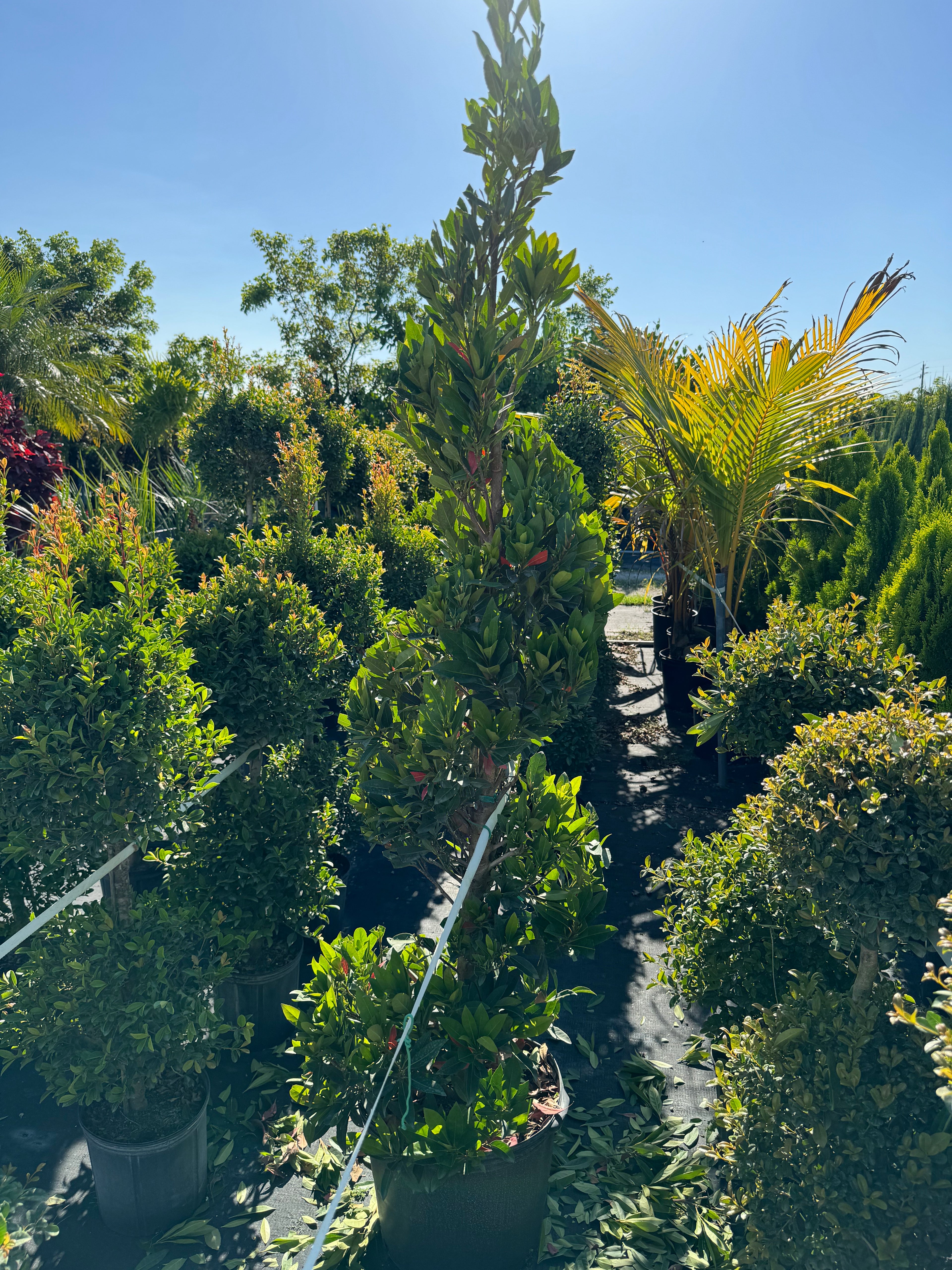 Topiary Spiral Japanese Blueberry Tree