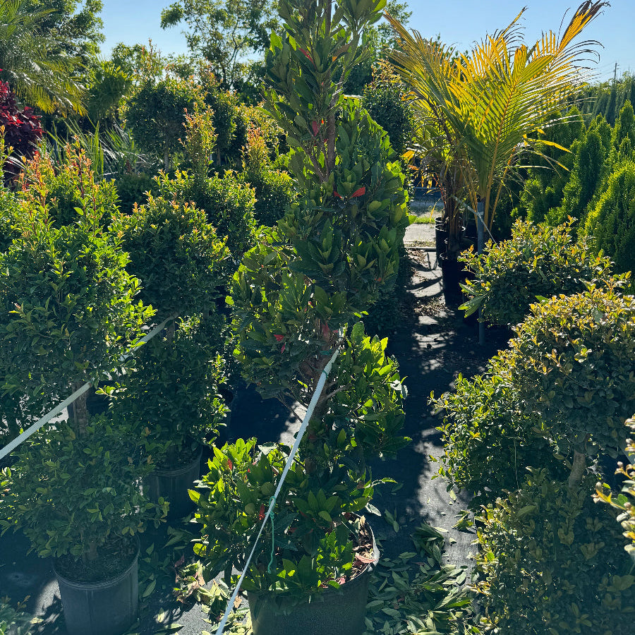 Topiary Spiral Japanese Blueberry Tree