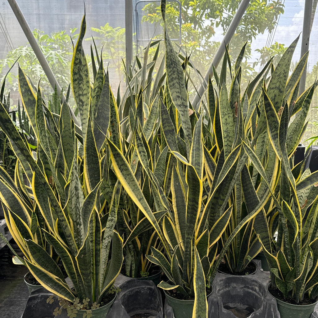 Several variegated snake plants in black plastic nursery trays and pots, displayed on a wooden table inside a greenhouse with glass panels and other plants in the background.