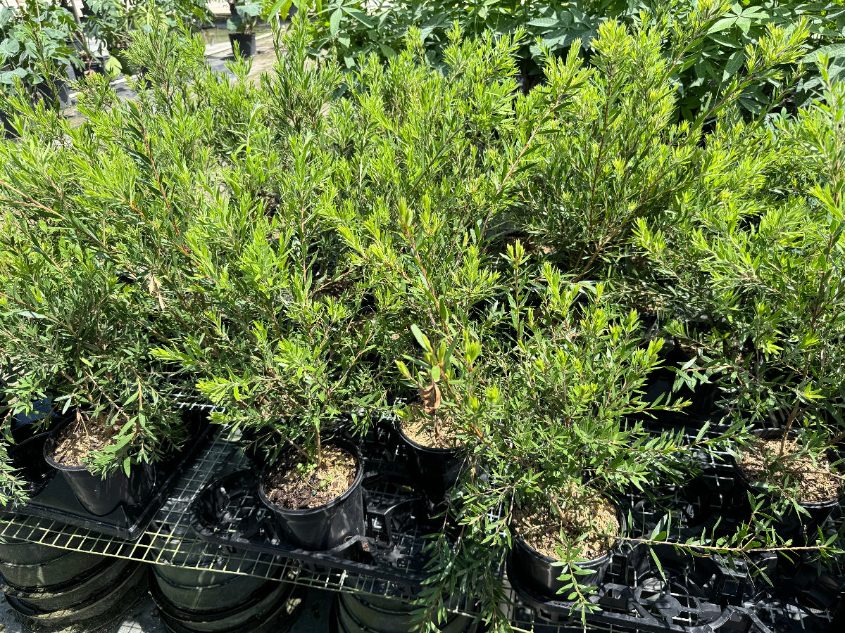 A group of young potted Bottlebrush (Callistemon &