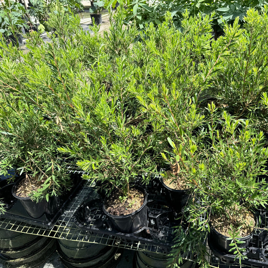 A group of young potted Bottlebrush (Callistemon &