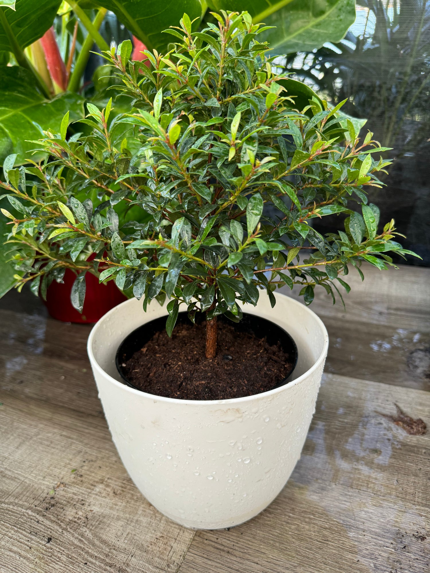 upper view of Topiary Eugenia Tree Form Bonsai