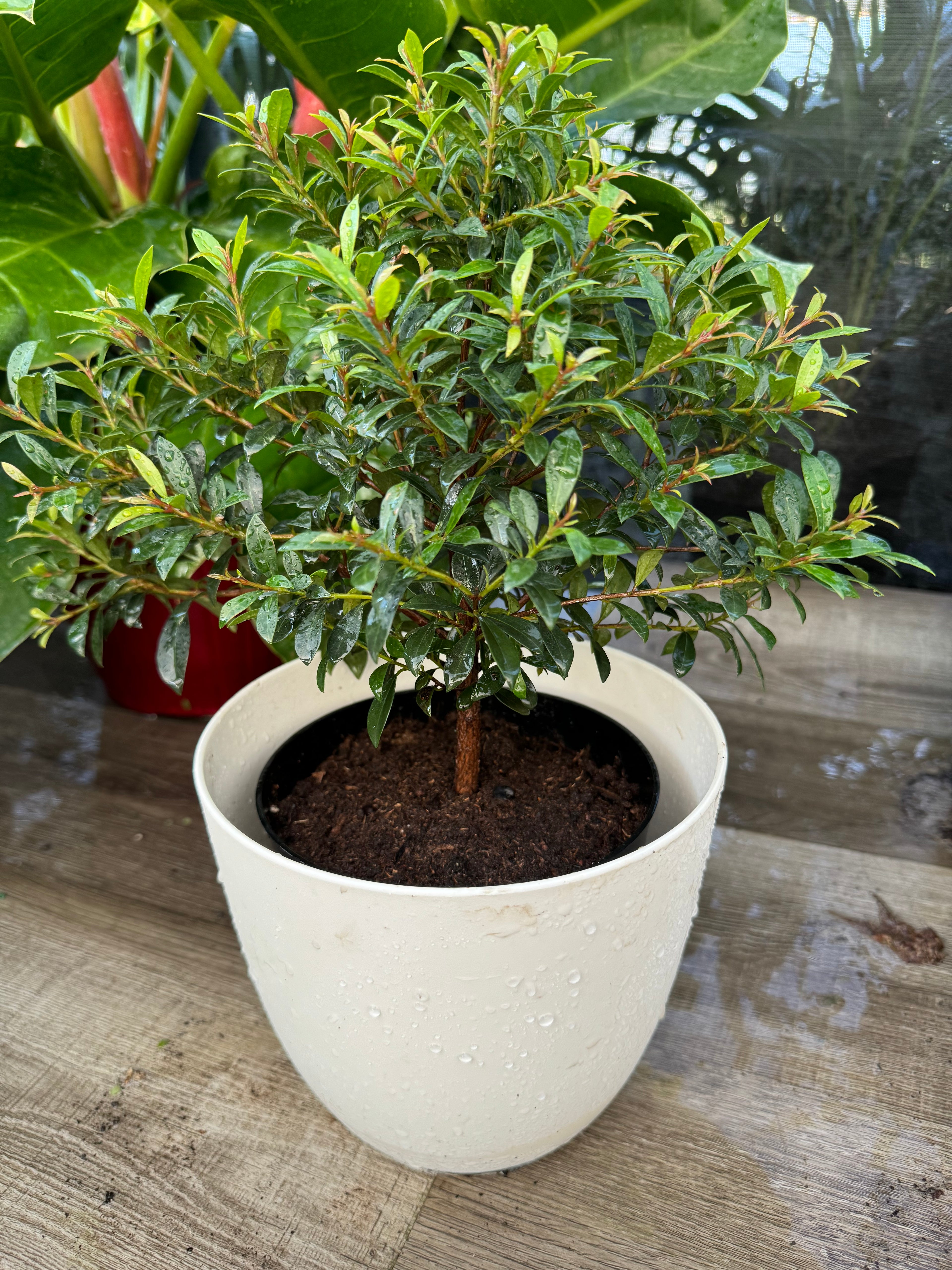 upper view of Topiary Eugenia Tree Form Bonsai