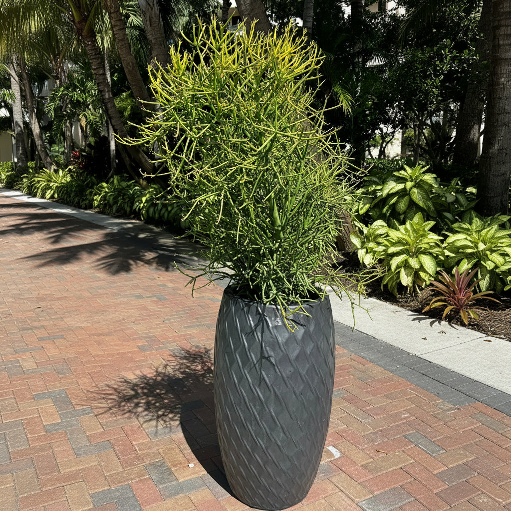 Euphorbia Pencil Tree Cactus, Milk Bush, Sticks of Fire in grey deco pot outdoors