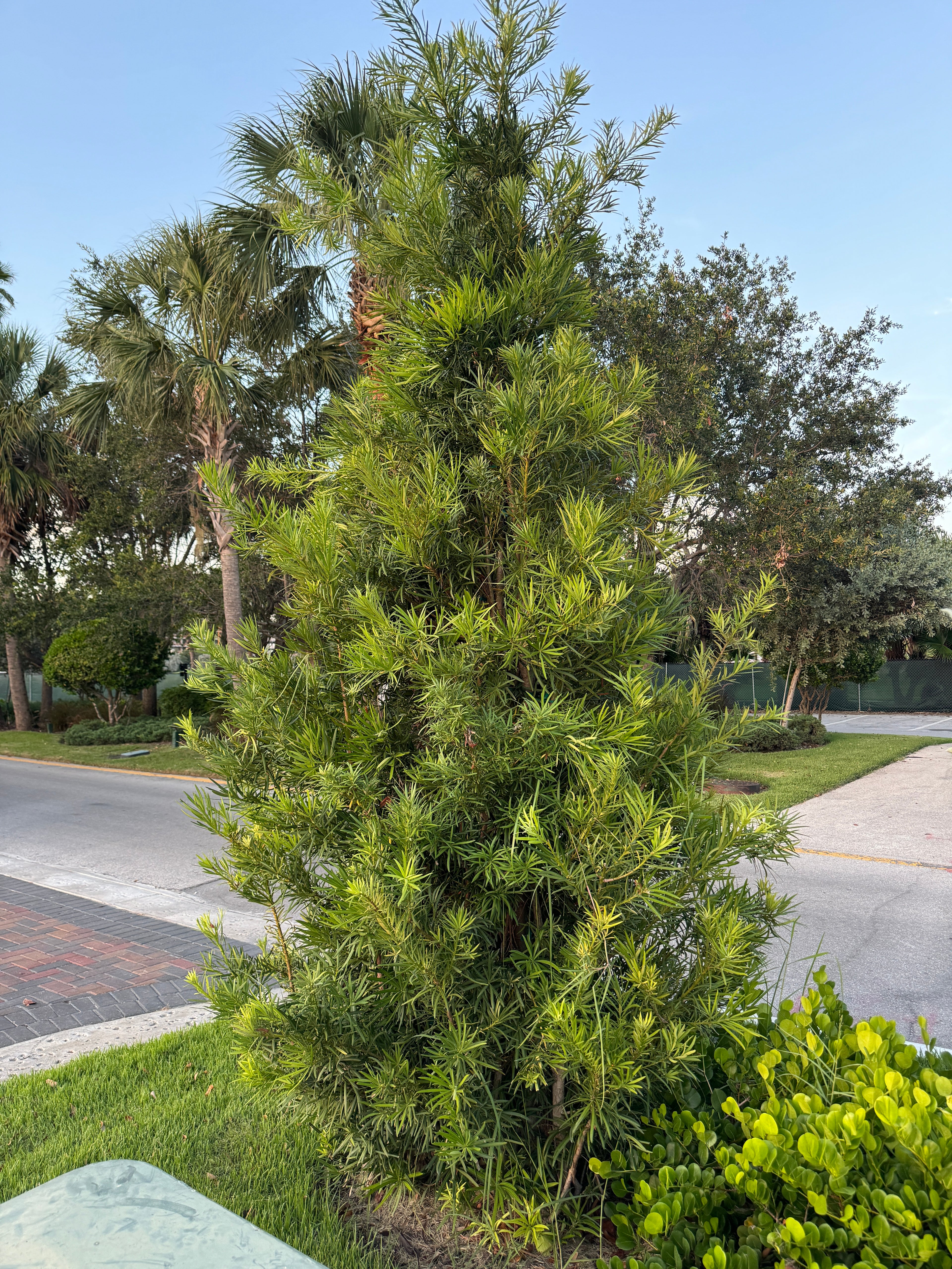 Yew Podocarpus Bush Maki, Japanese Yew