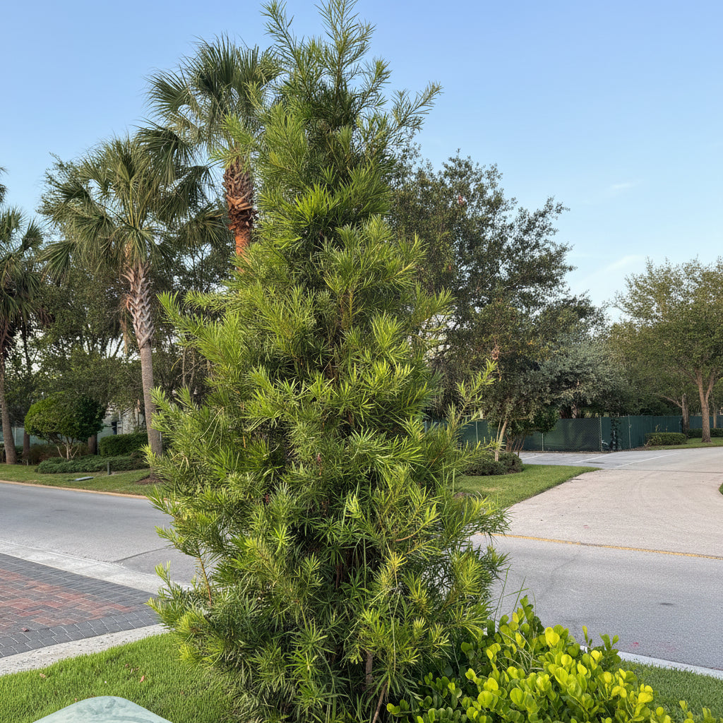 Mature Yew Podocarpus Bush Maki, Japanese Yew plant outside