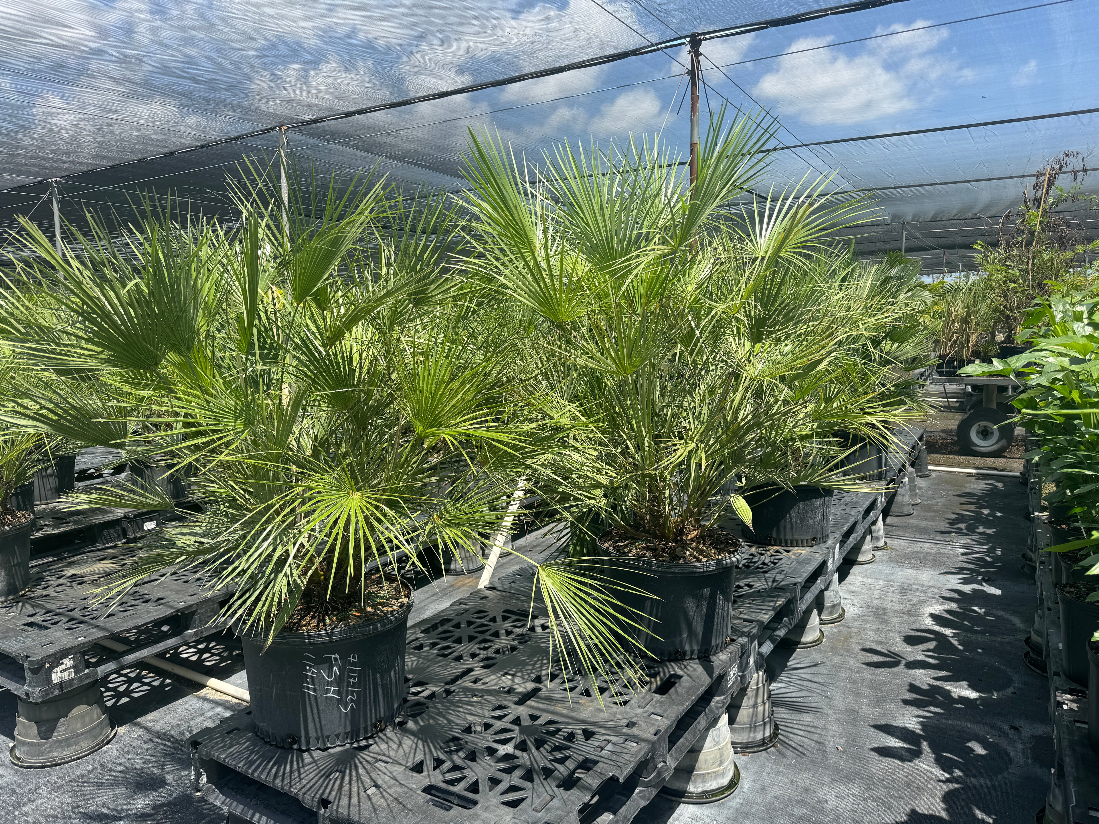 European Fan Palm Multi, Mediterranean Fan Palm