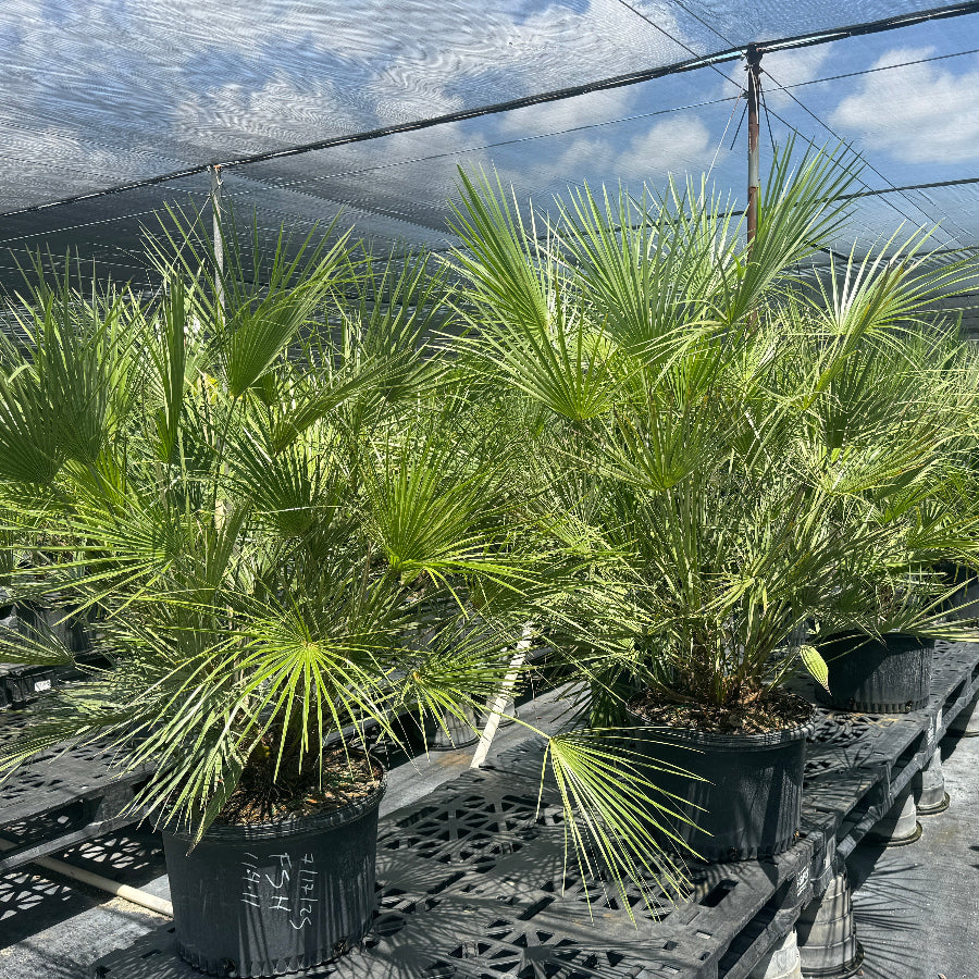 European fan palm in rows at nursery in back pots