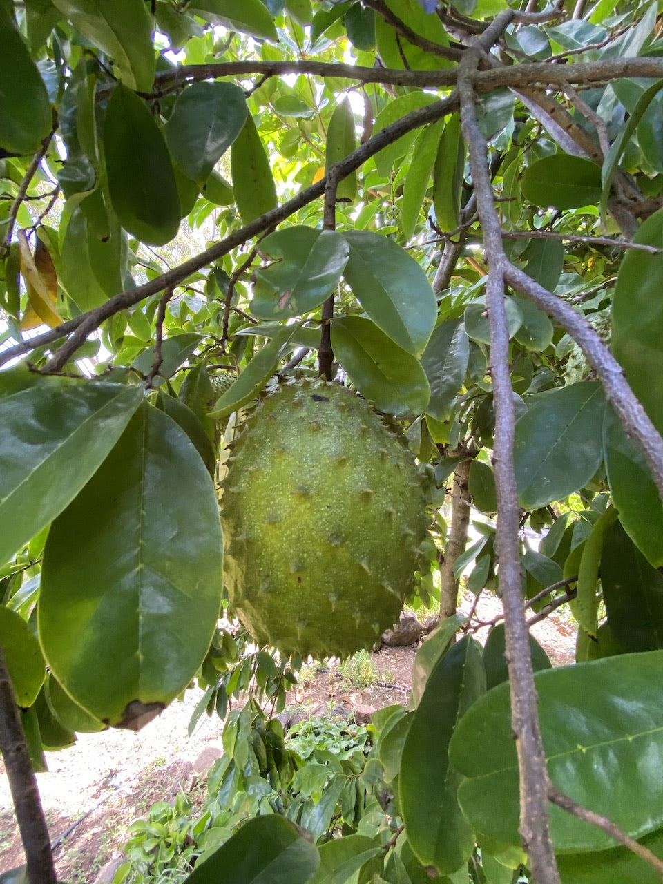 Soursop Guanabana Fruit Tree, Annona Muricata