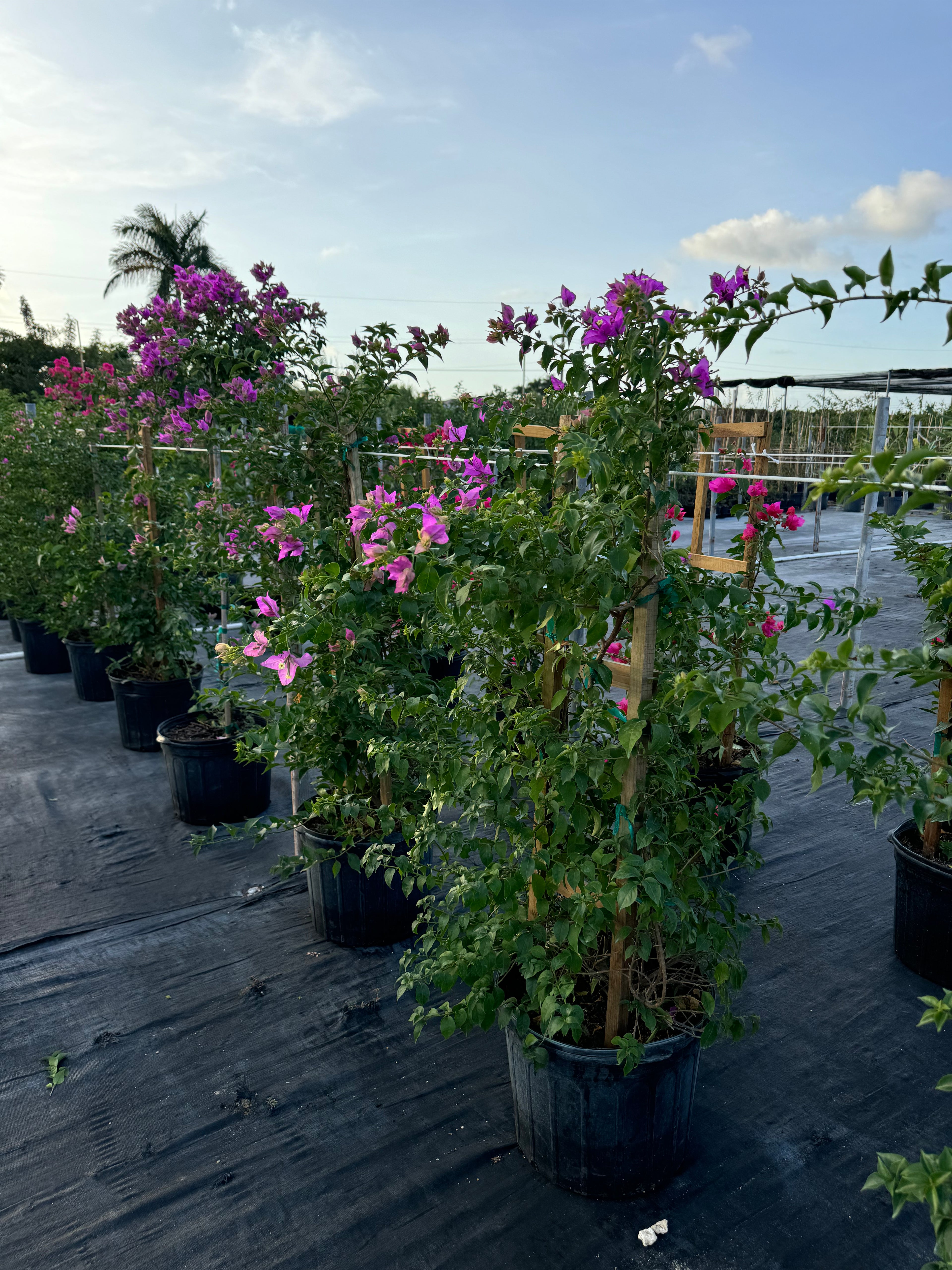 Bougainvillea Purple Flower Tree in Trellis, &