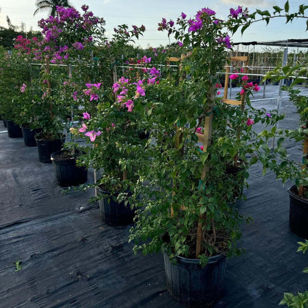 Bougainvillea Purple Flower in Trellis, Elizabeth Angus Purple Flowering Tree in 15 gallon nursery pot with vibrant purple blooms, pictured alongside rows of red bougainvilleas, trained on wooden trellises in an outdoor nursery setting, ideal for tropical garden landscapes and vibrant property borders.
