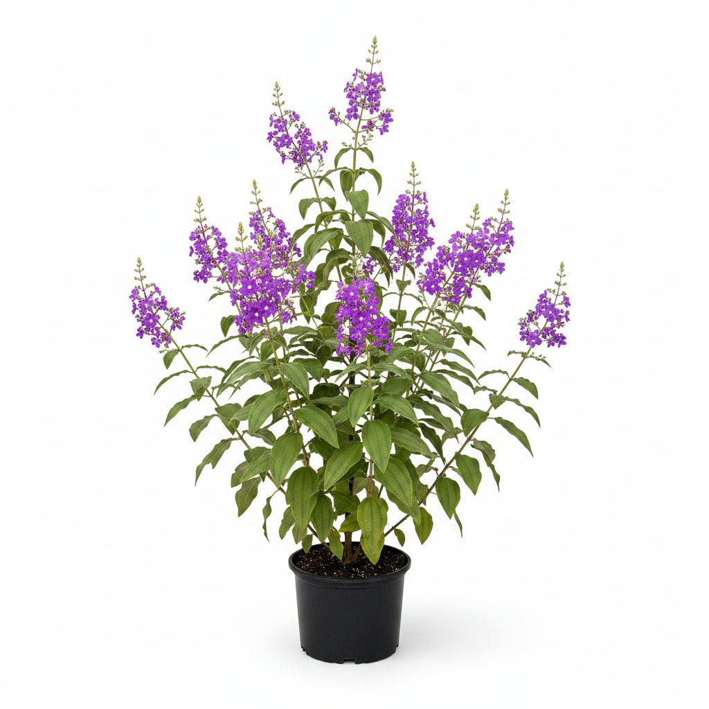 Potted plants featuring large green leaves and vibrant purple flowers, growing in black nursery pots on black landscaping fabric in an outdoor setting.