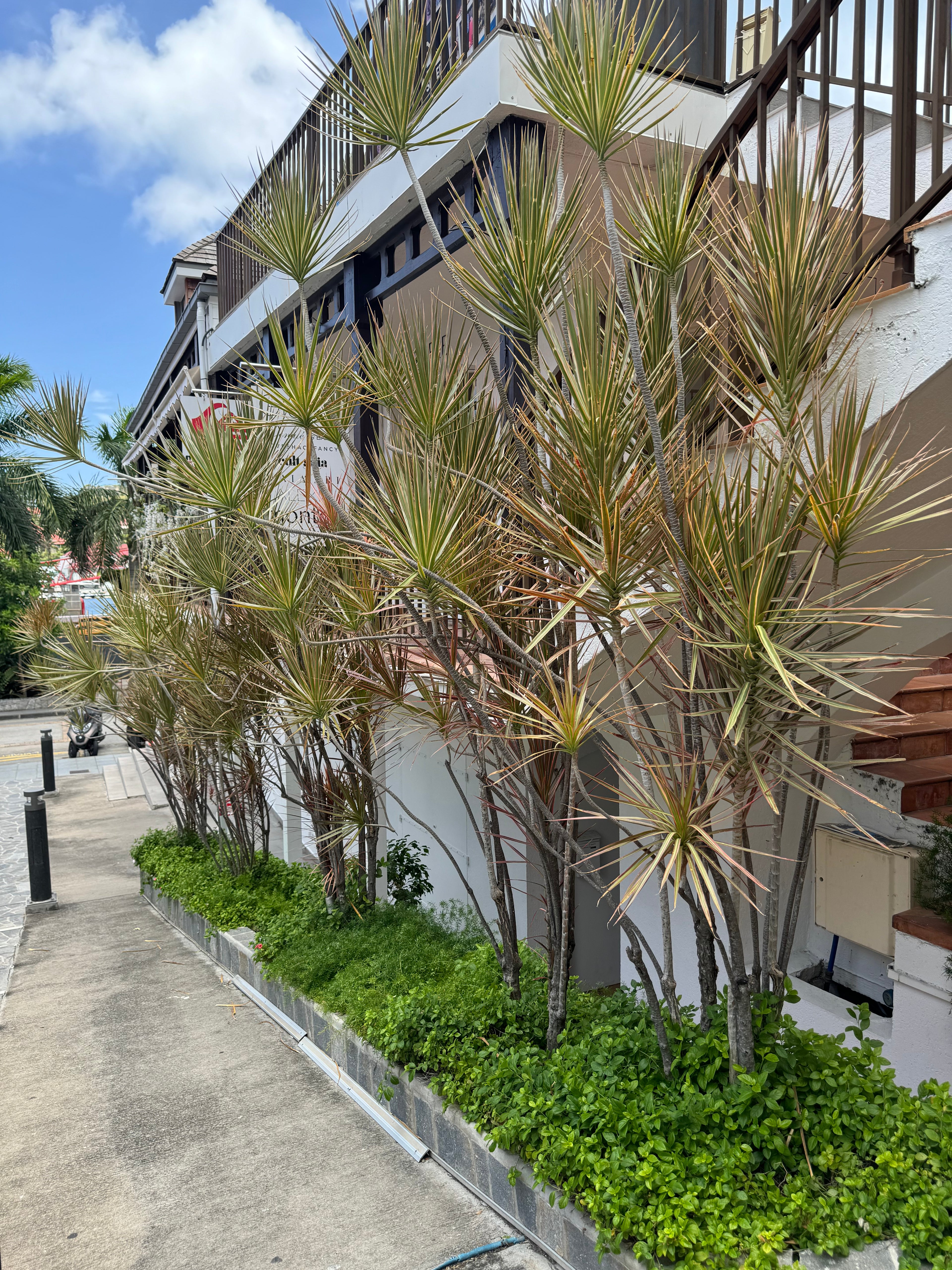 Dracaena Dragon Tree, Magenta Tree Form outside of home