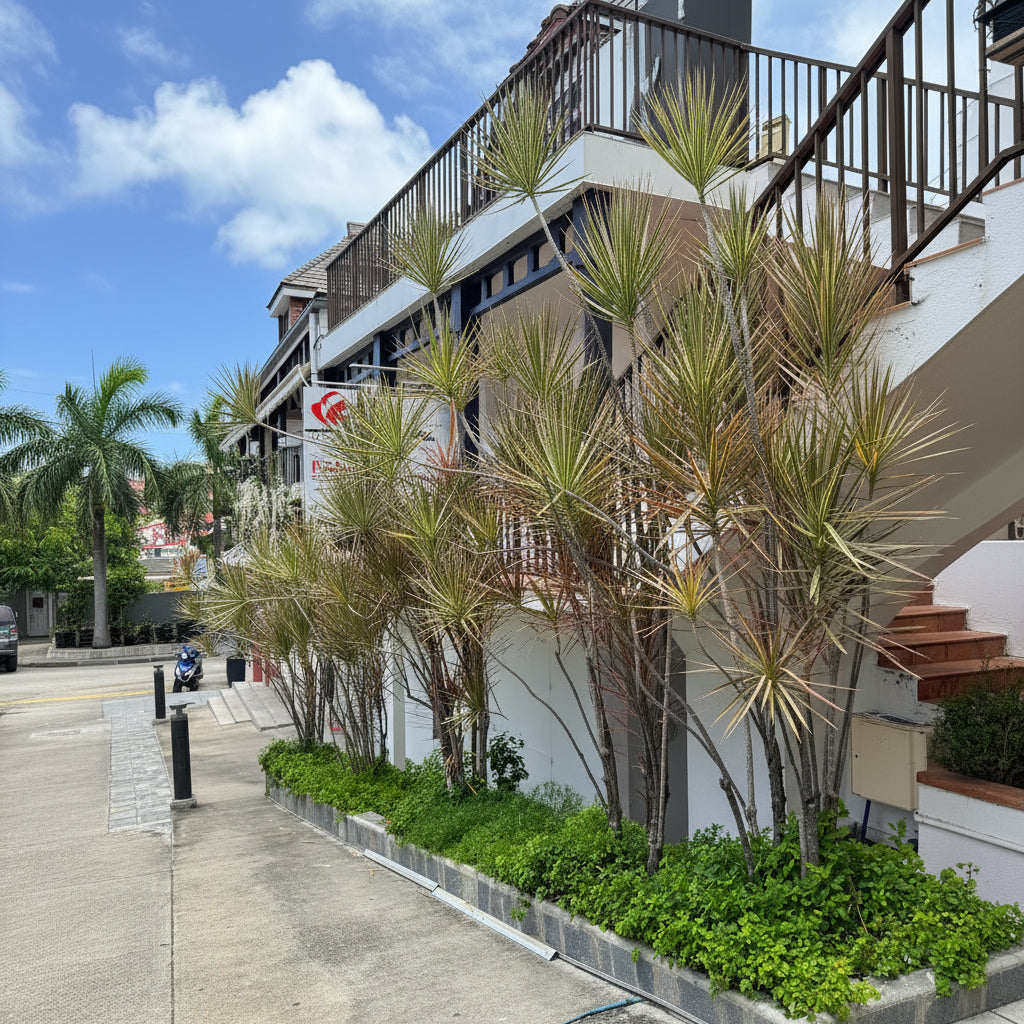 Front view of Dracaena Dragon Tree with slender trunks and spiky green rosettes in a raised planter by a sidewalk