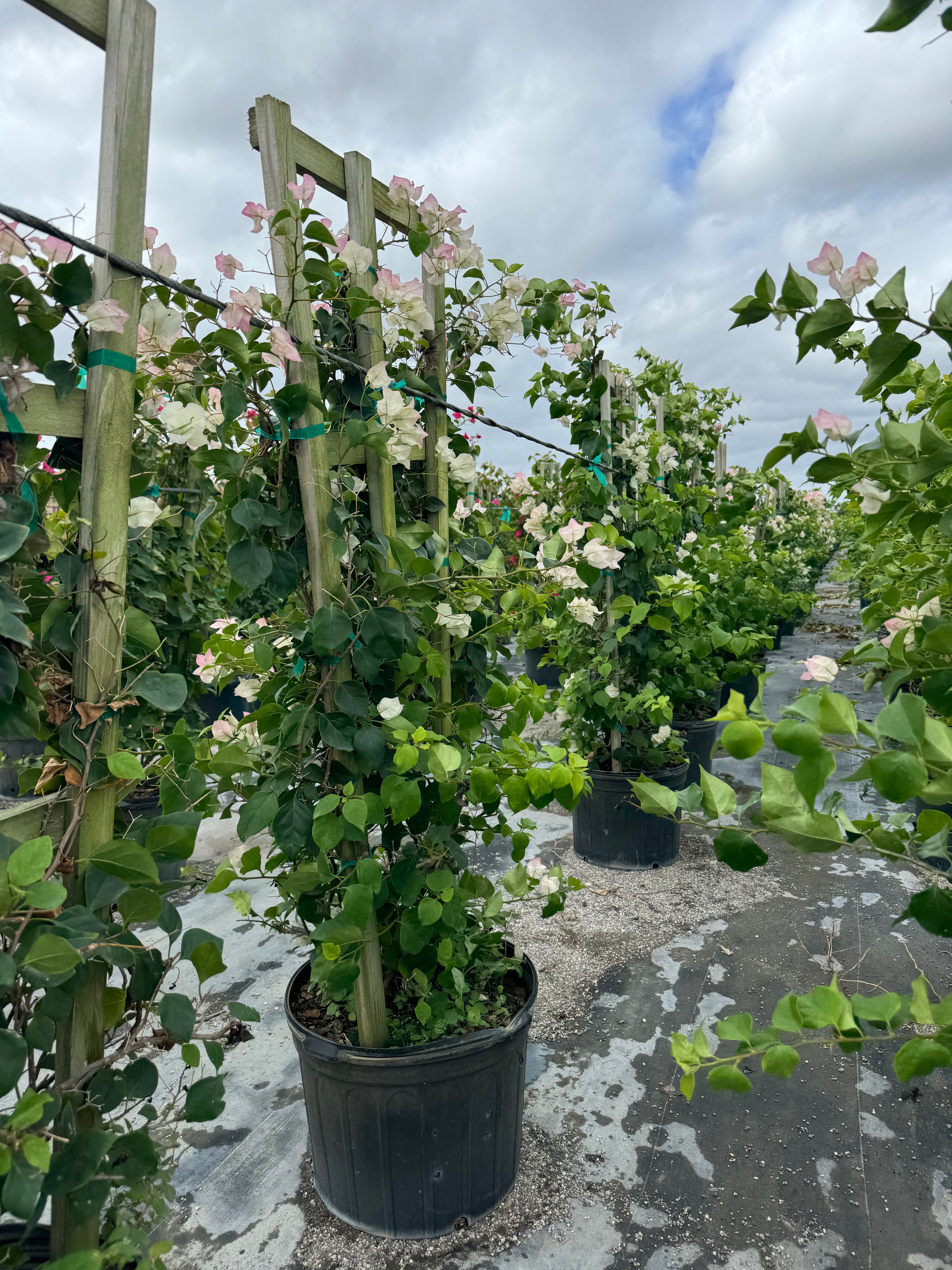 Bougainvillea White Flower Tree in Trellis, Ms. Alice White Flowering Tree