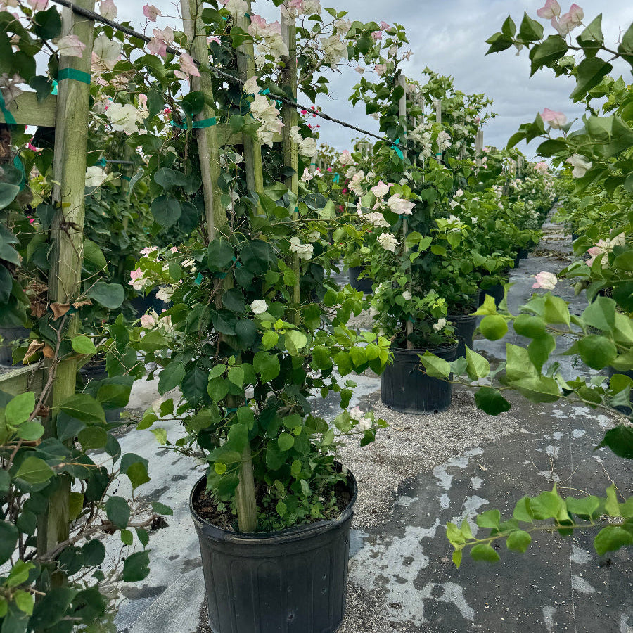 Bougainvillea White Flower Tree in Trellis, Ms. Alice White Flowering Tree in 5 gallon nursery pot with delicate white blooms trained on a wooden trellis in an outdoor nursery row, ideal for tropical garden landscapes and vibrant property borders.
