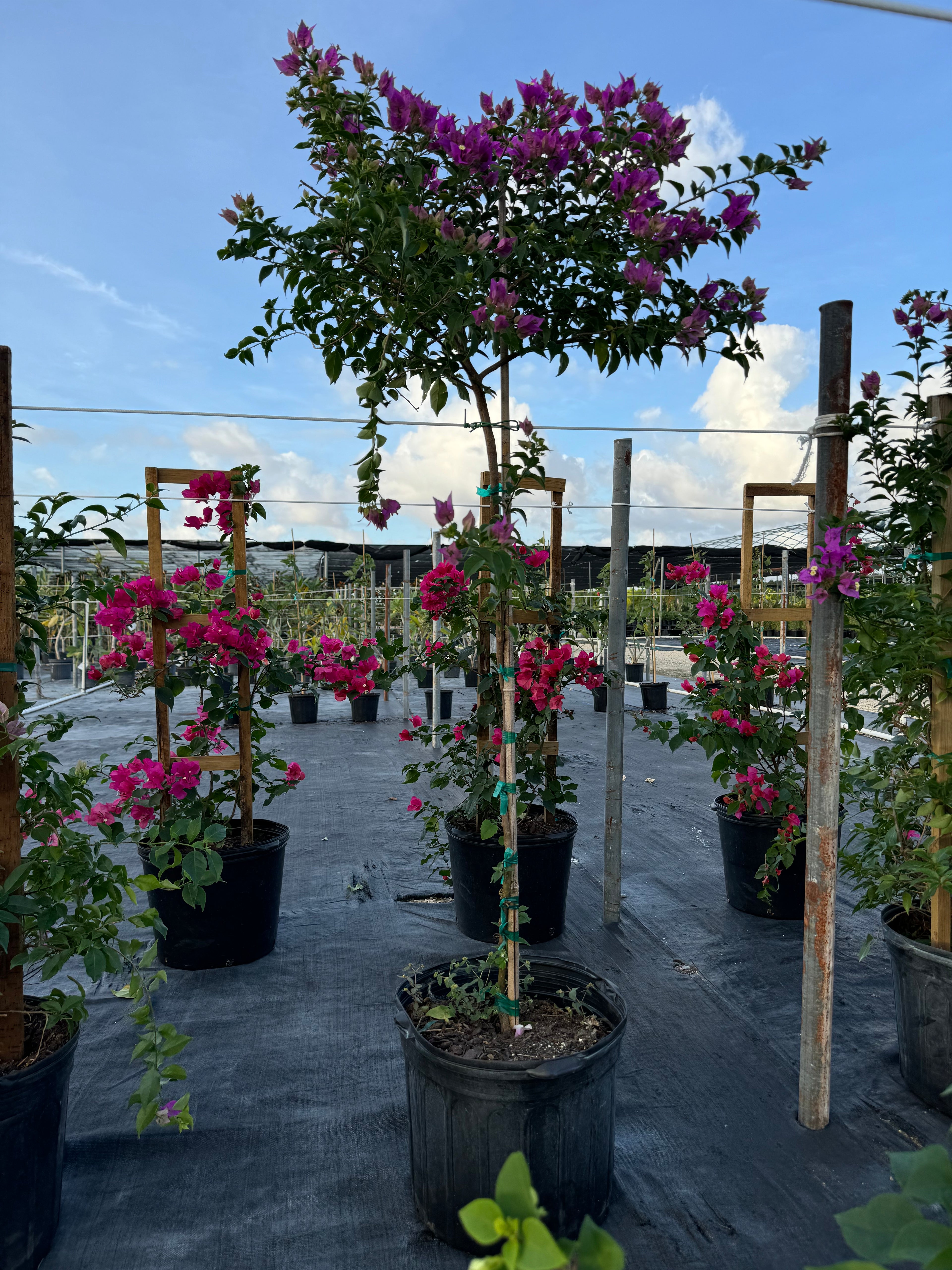Bougainvillea Purple Flower Tree Like Form, Single Trunk Flowering Tree