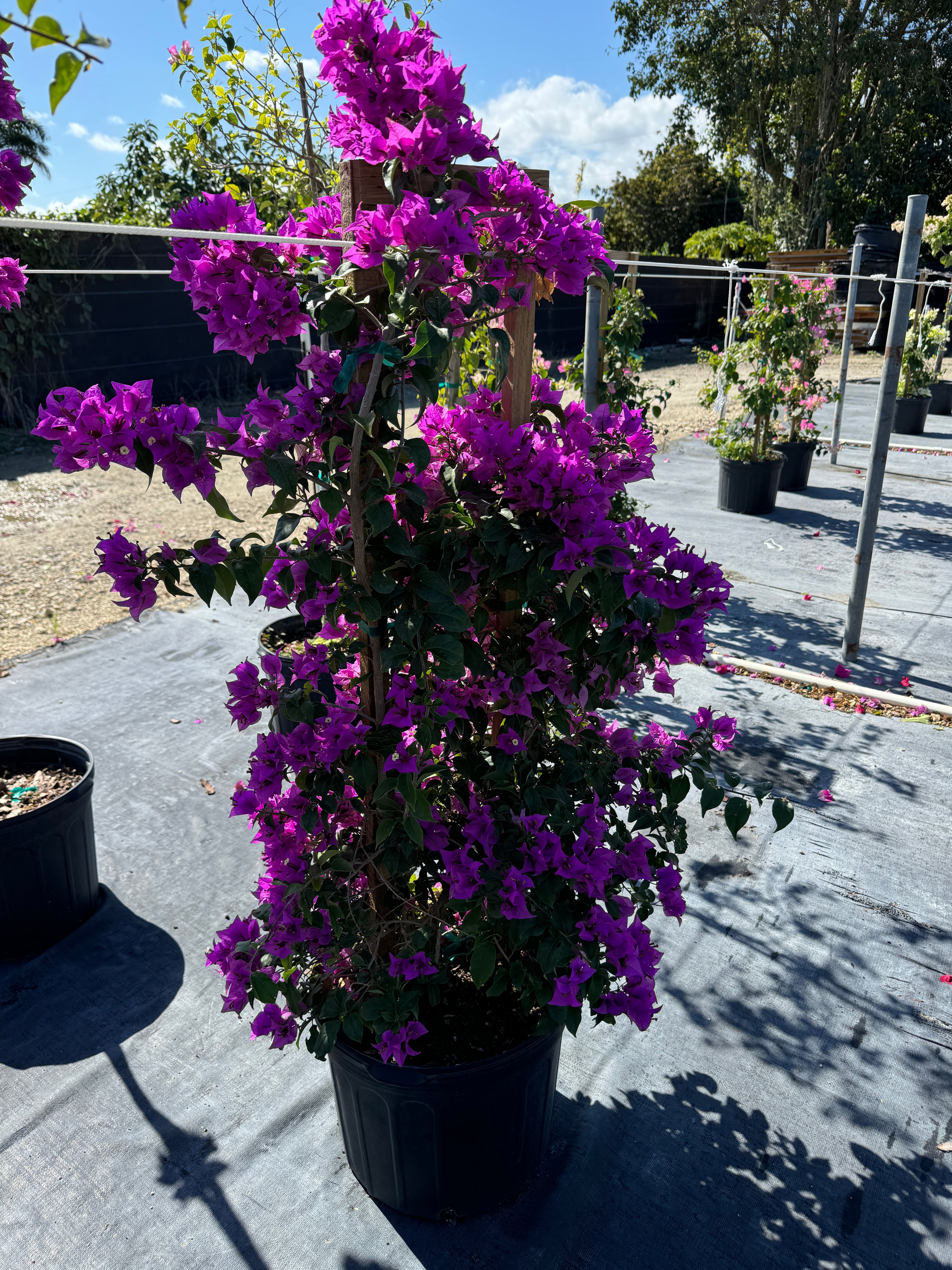 Bougainvillea Purple Flower in Trellis,, &