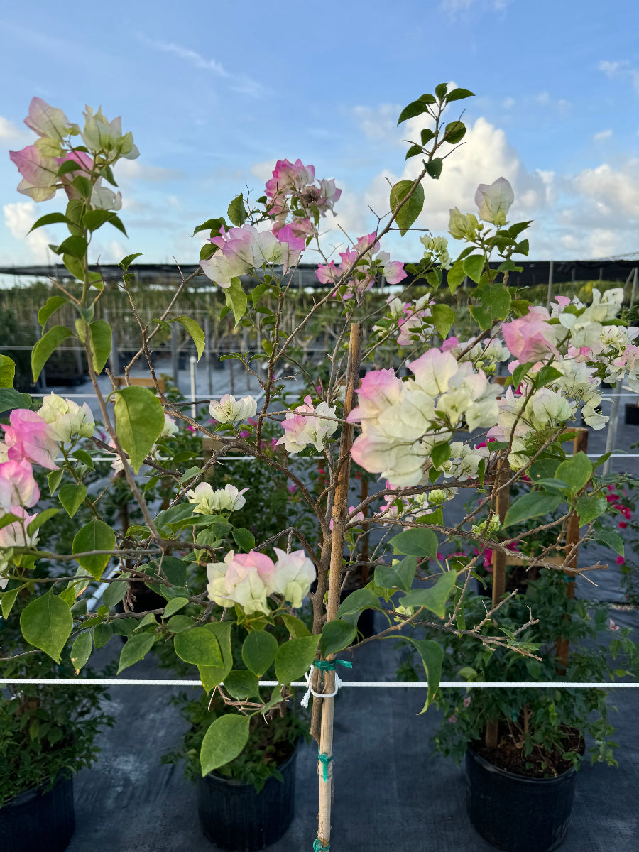 A potted Bougainvillea tree featuring delicate white and light pink blooms standing in an outdoor plant nursery.
