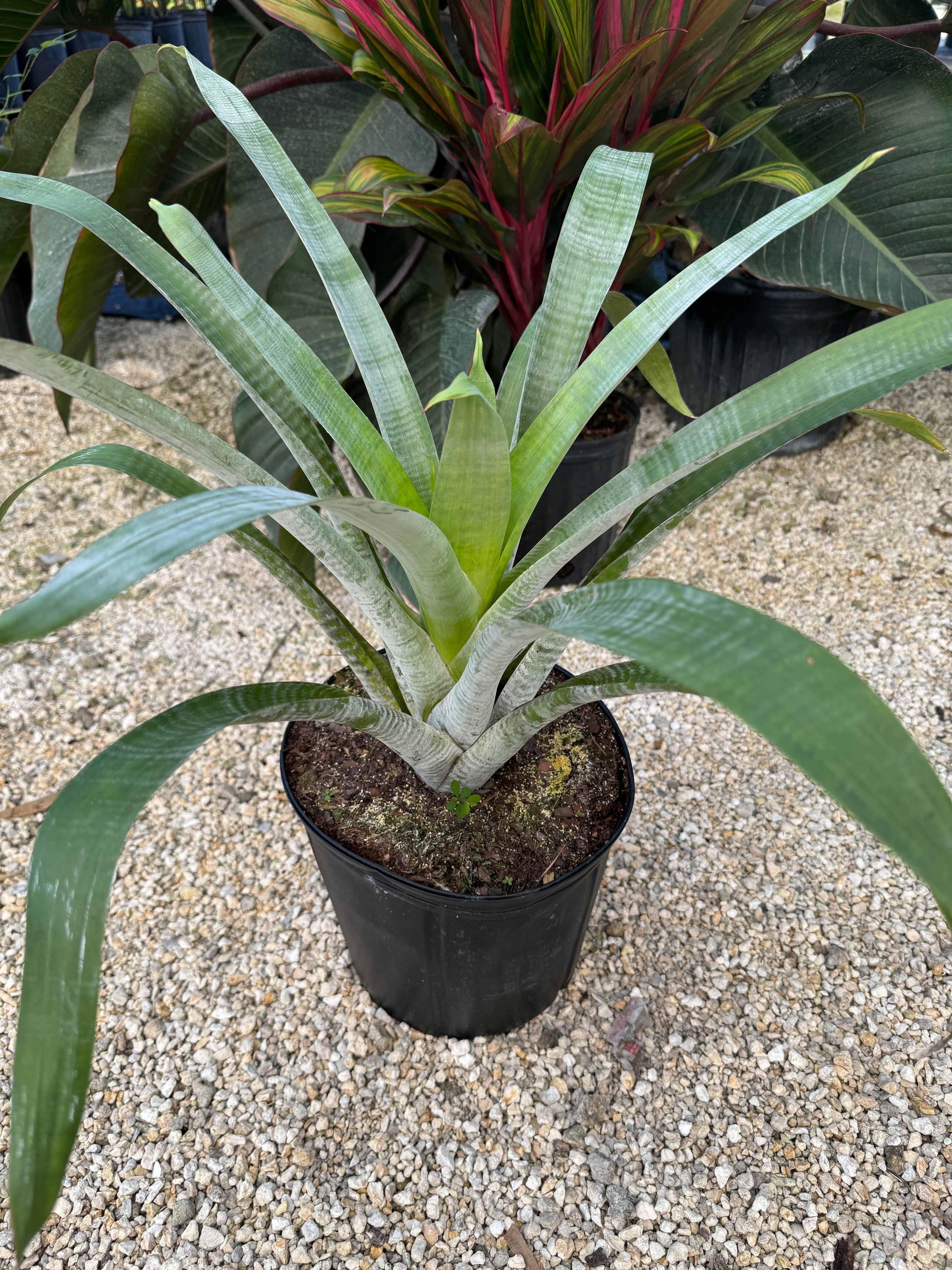 Bromeliad Odorata Alcantarea