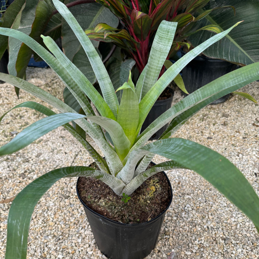 Potted Bromeliad Alcantarea Odorata
