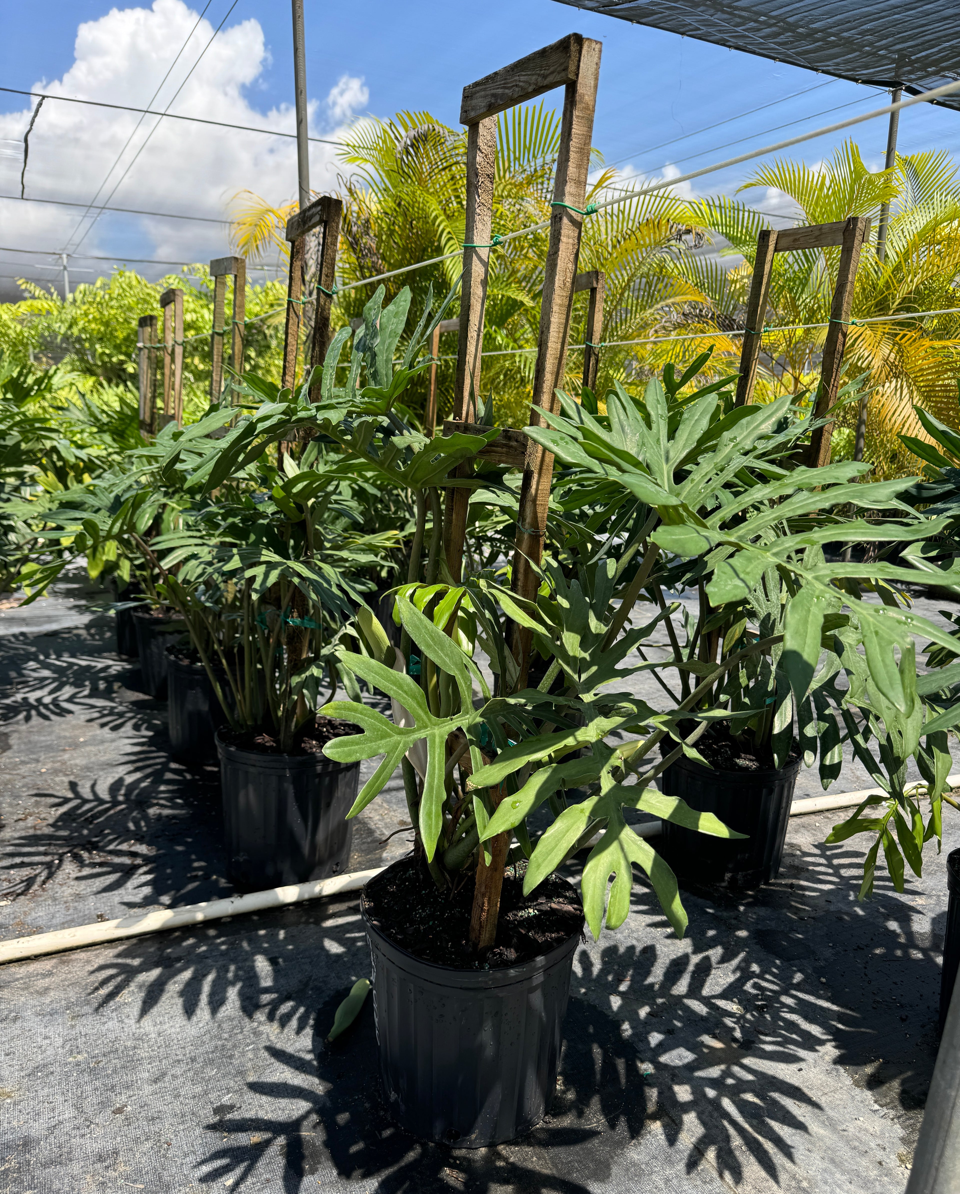 Philodendron Skeleton Key Split Leaf, Exotic Large Plant