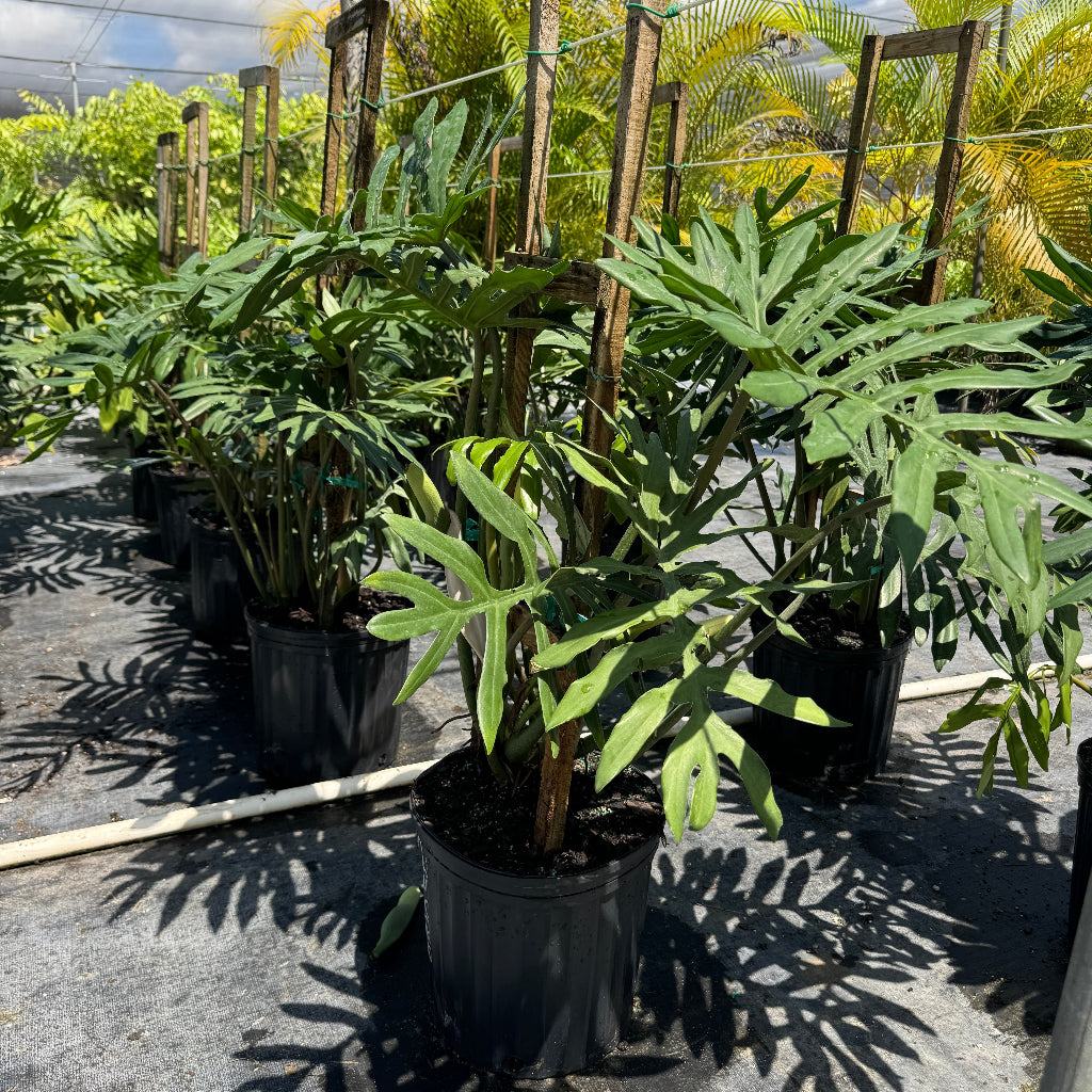 Large split-leaf tropical plants in 2 gallon black nursery pots outdoors.