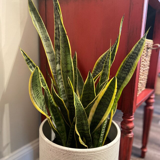 Sansevieria Laurentii, Snake Plants