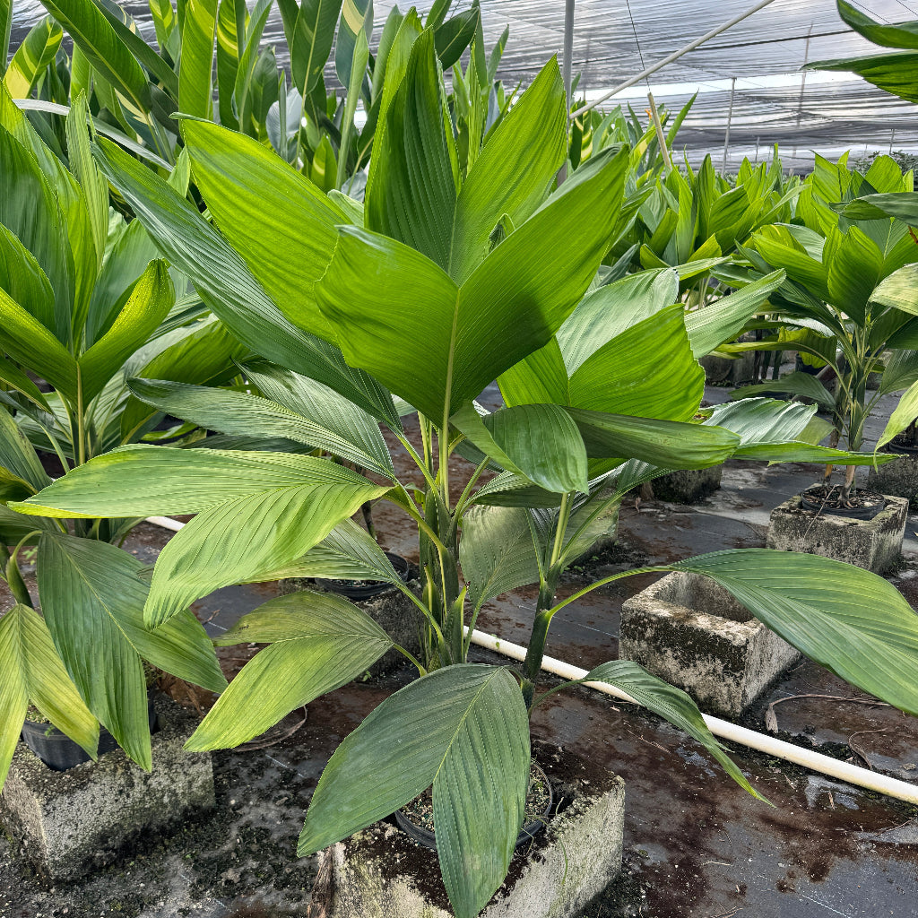 Split Leaf palm tree green leaves against a textured wall with a white arrow.