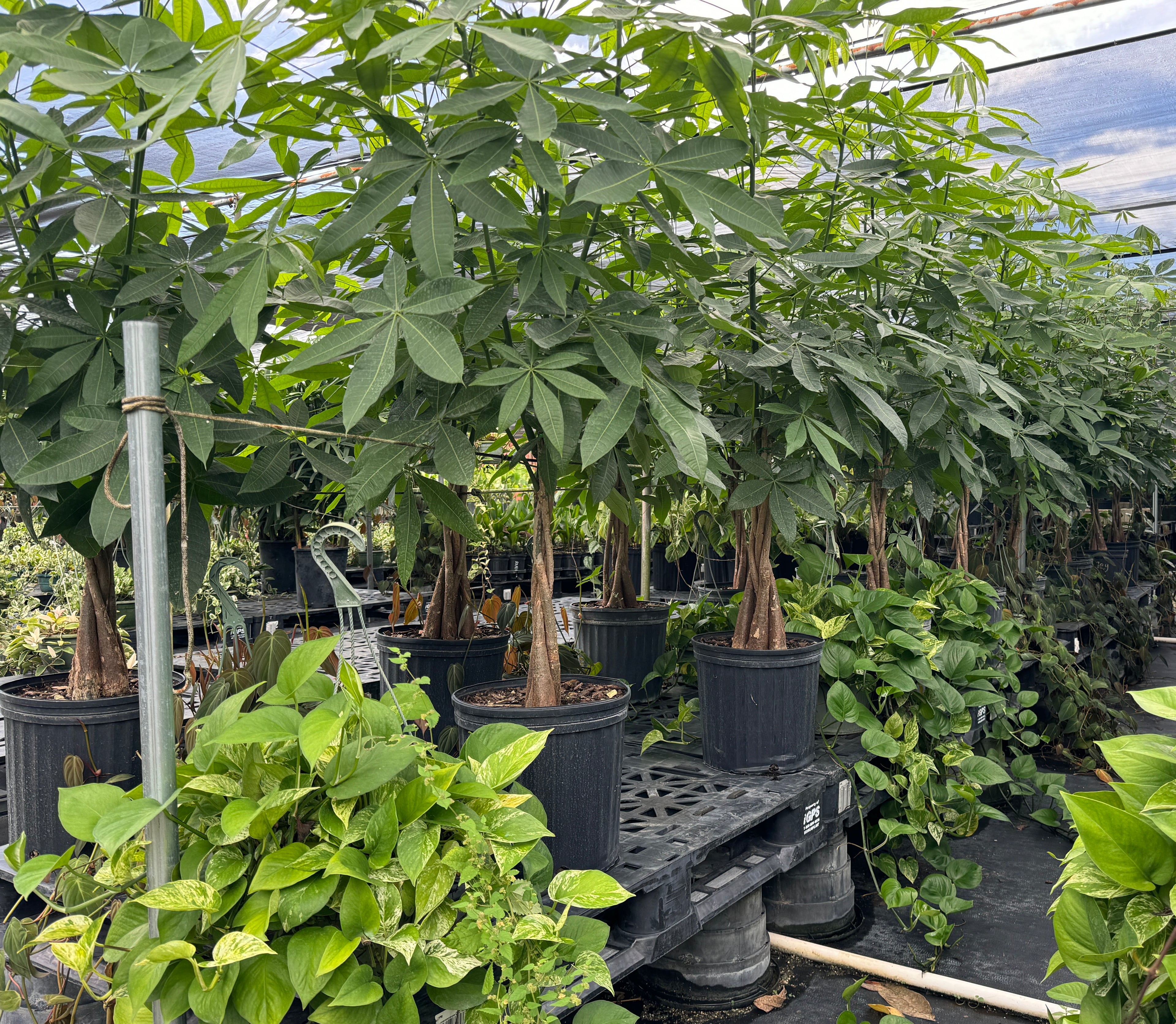 Money Tree Braided, Tree Form, Pachira Aquatica, Good Luck Tree